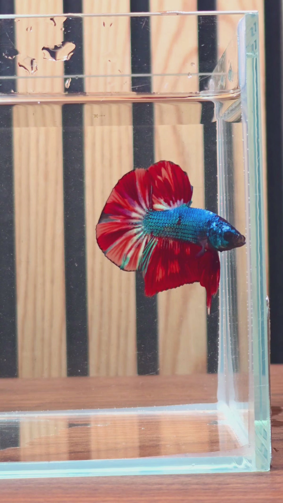 Blue Red Butterfly Large-Fin HMPK Male Betta | WYSIWYG