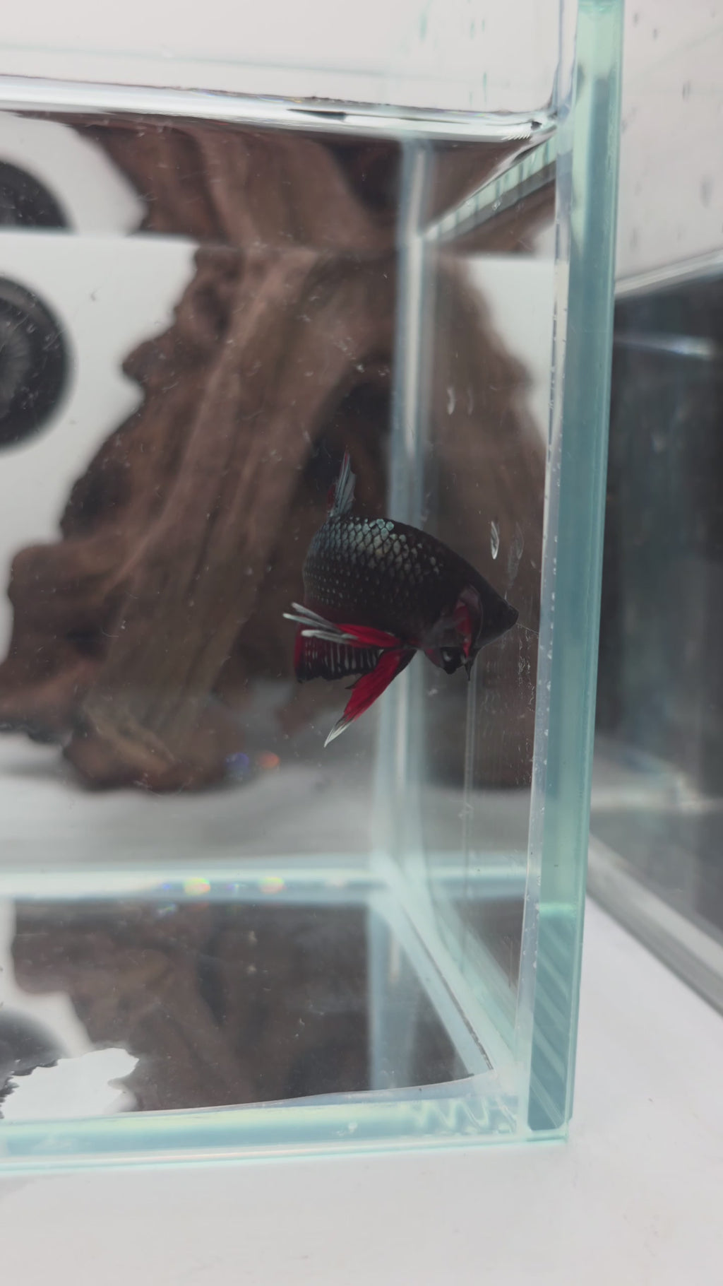Halfmoon PK (Short Fin) Black Metallic Vampire Male Betta Fish (DRK-FMC-M-002)