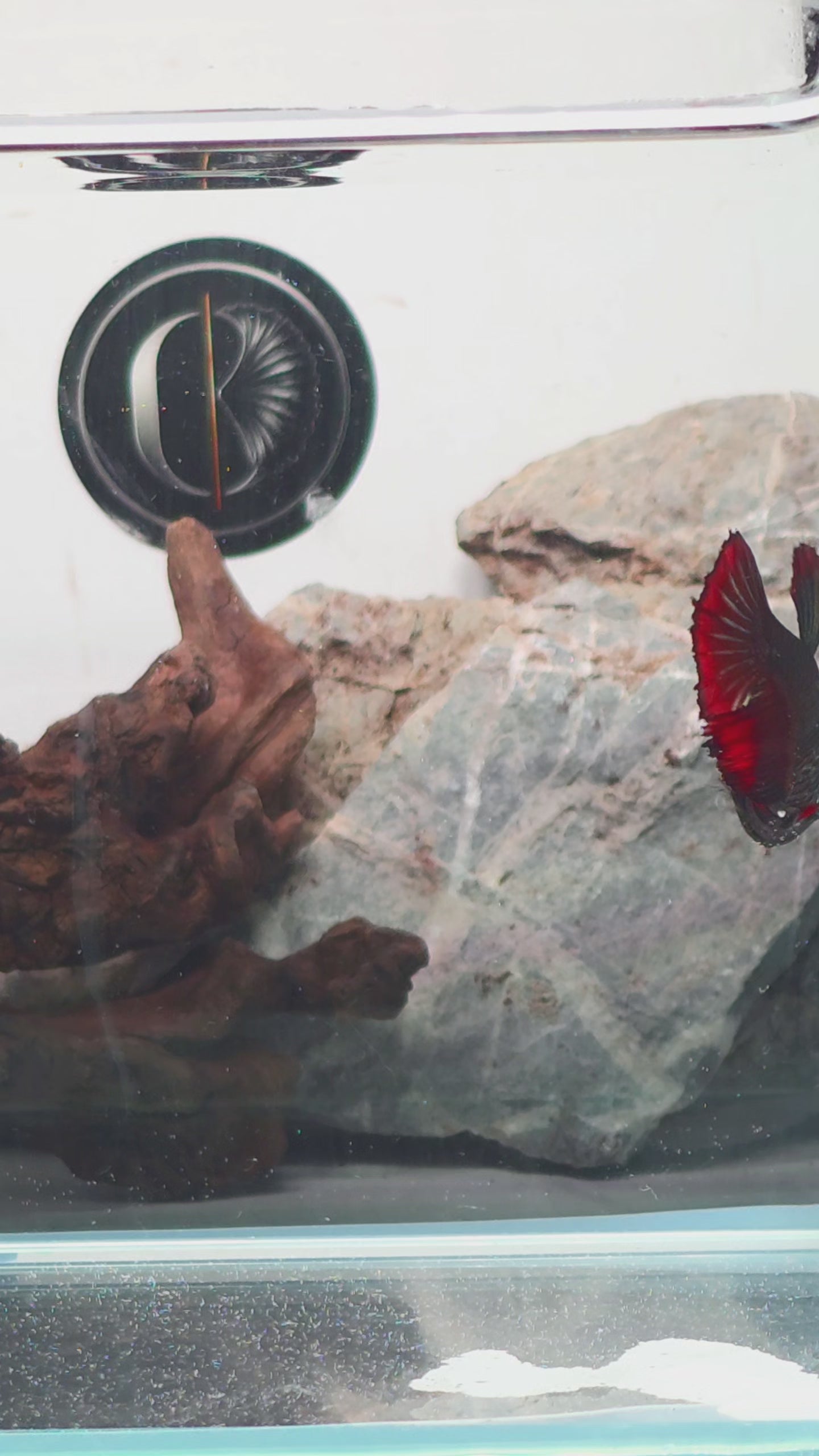 Metallic Vampire Halfmoon Female | WYSIWYG