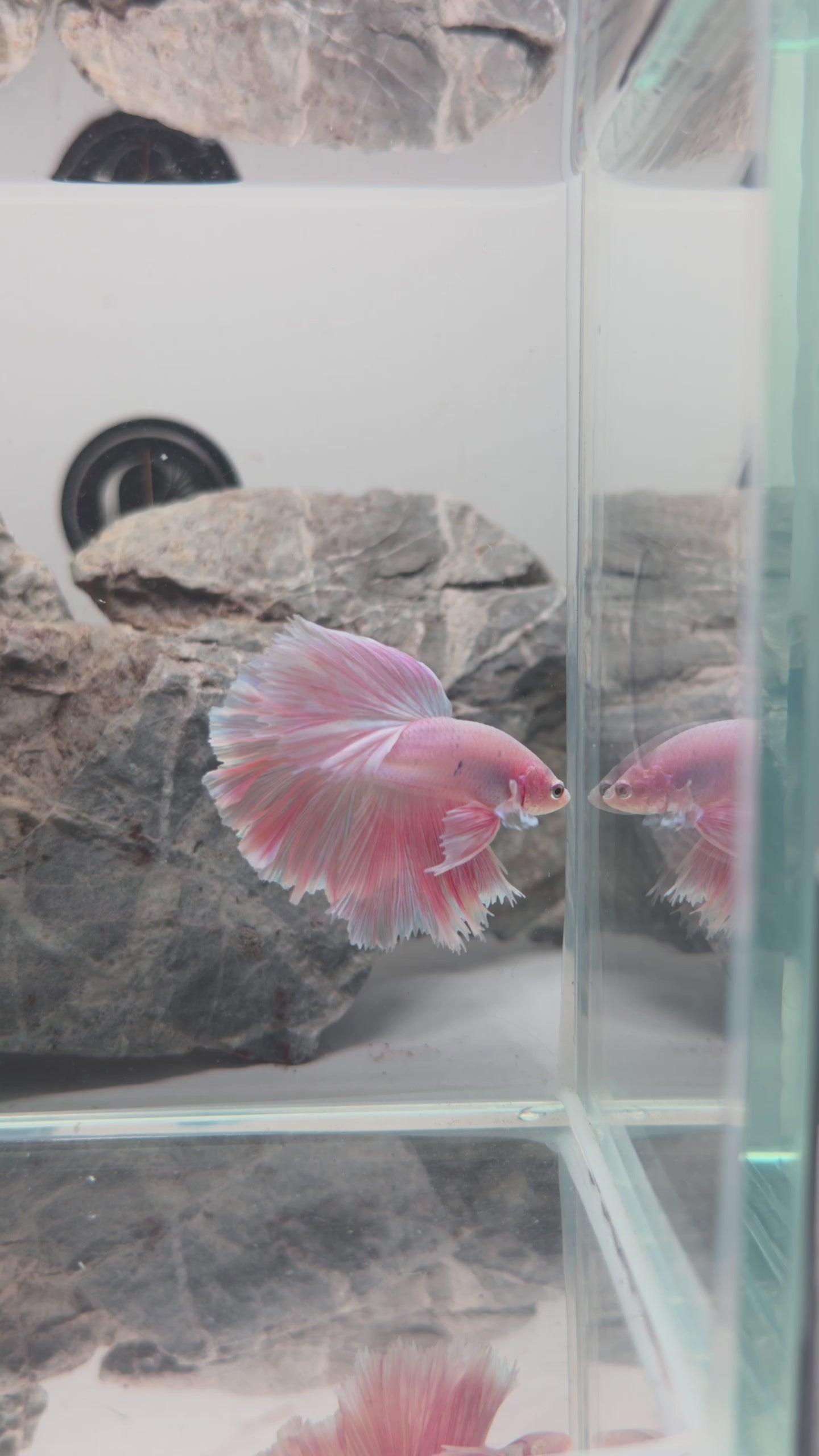 Premium Pink Halfmoon Betta Male | WYSIWYG