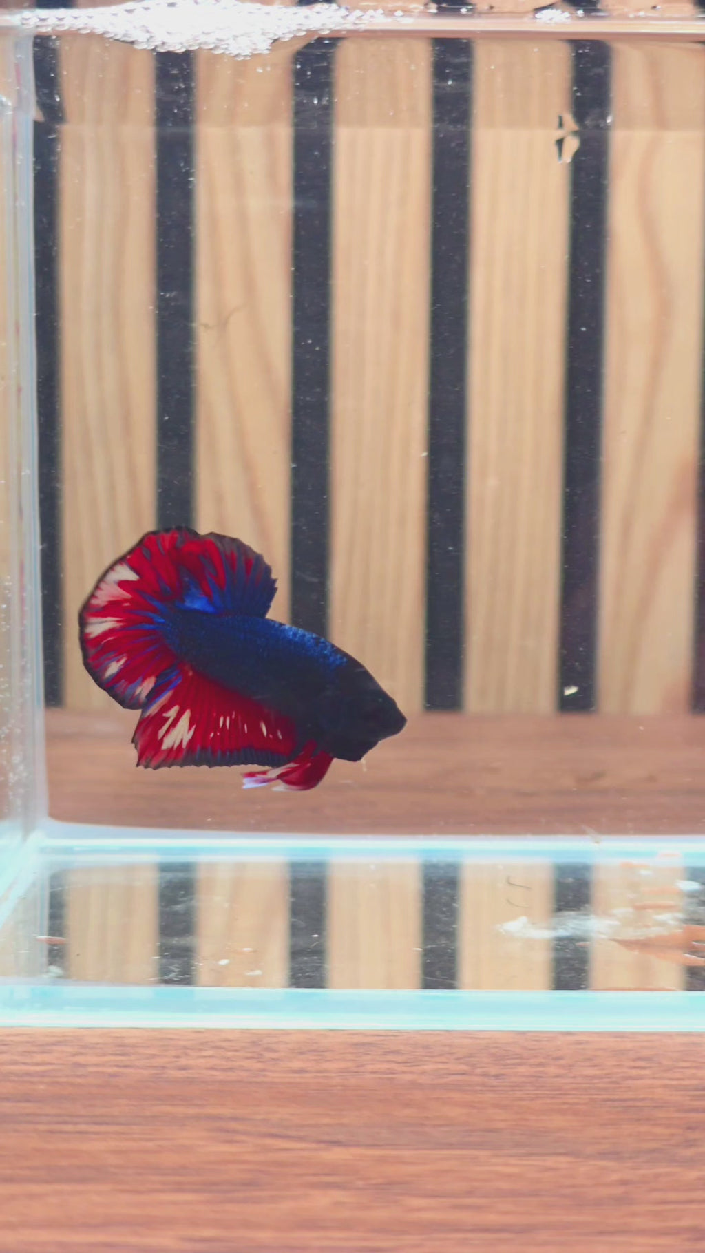 Blue Vanda HMPK Male Betta |  WYSIWYG