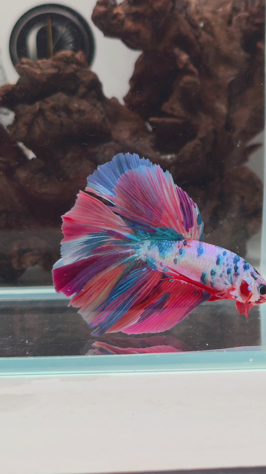 Premium Candy Multicolour Halfmoon Betta | WYSIWYG