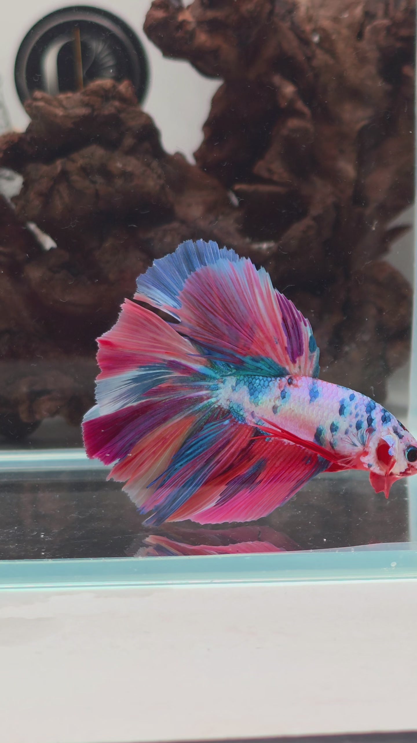 Premium Candy Multicolour Halfmoon Betta | WYSIWYG