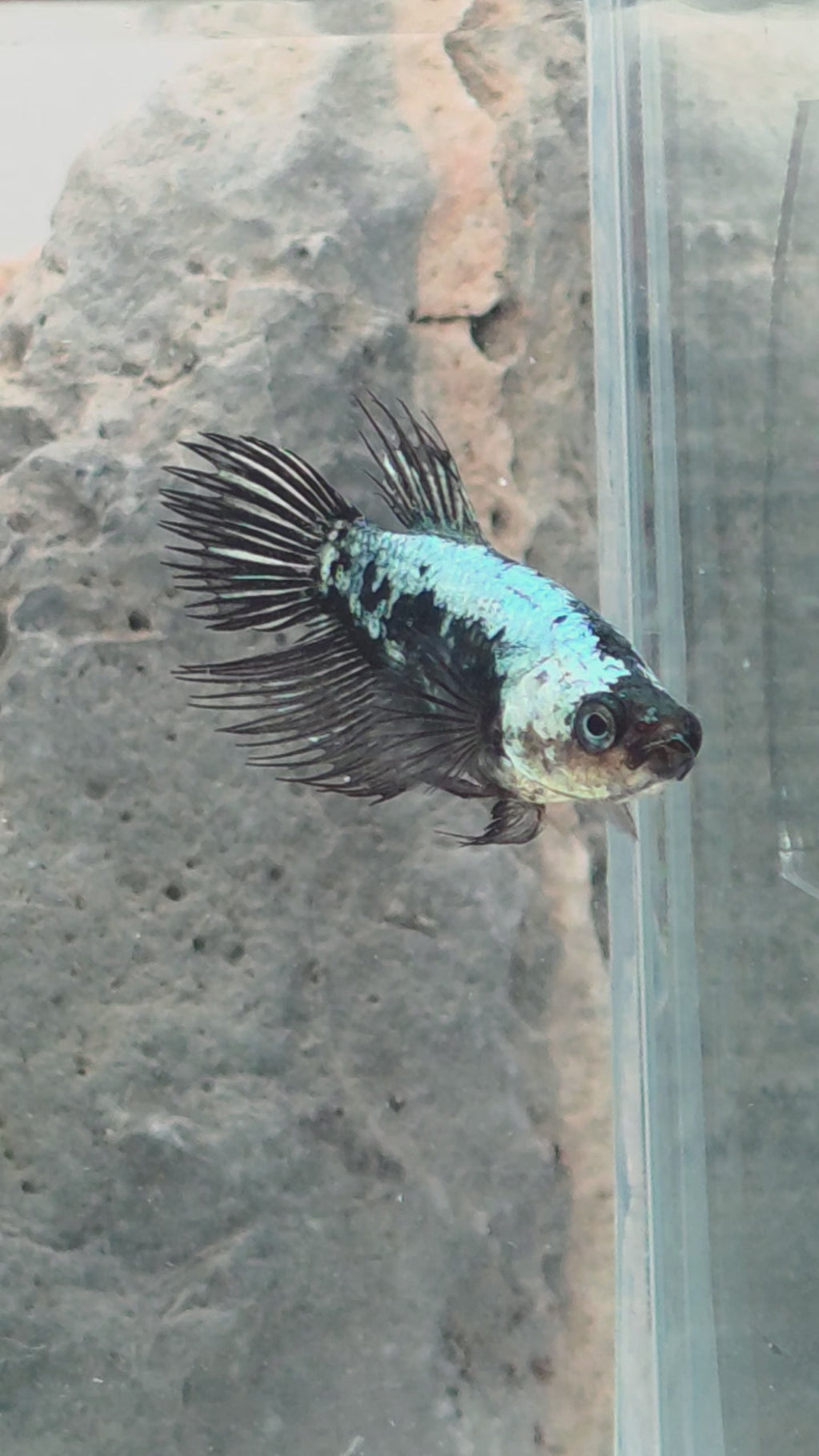 Female Crowntail Samurai Betta | WYSIWYG