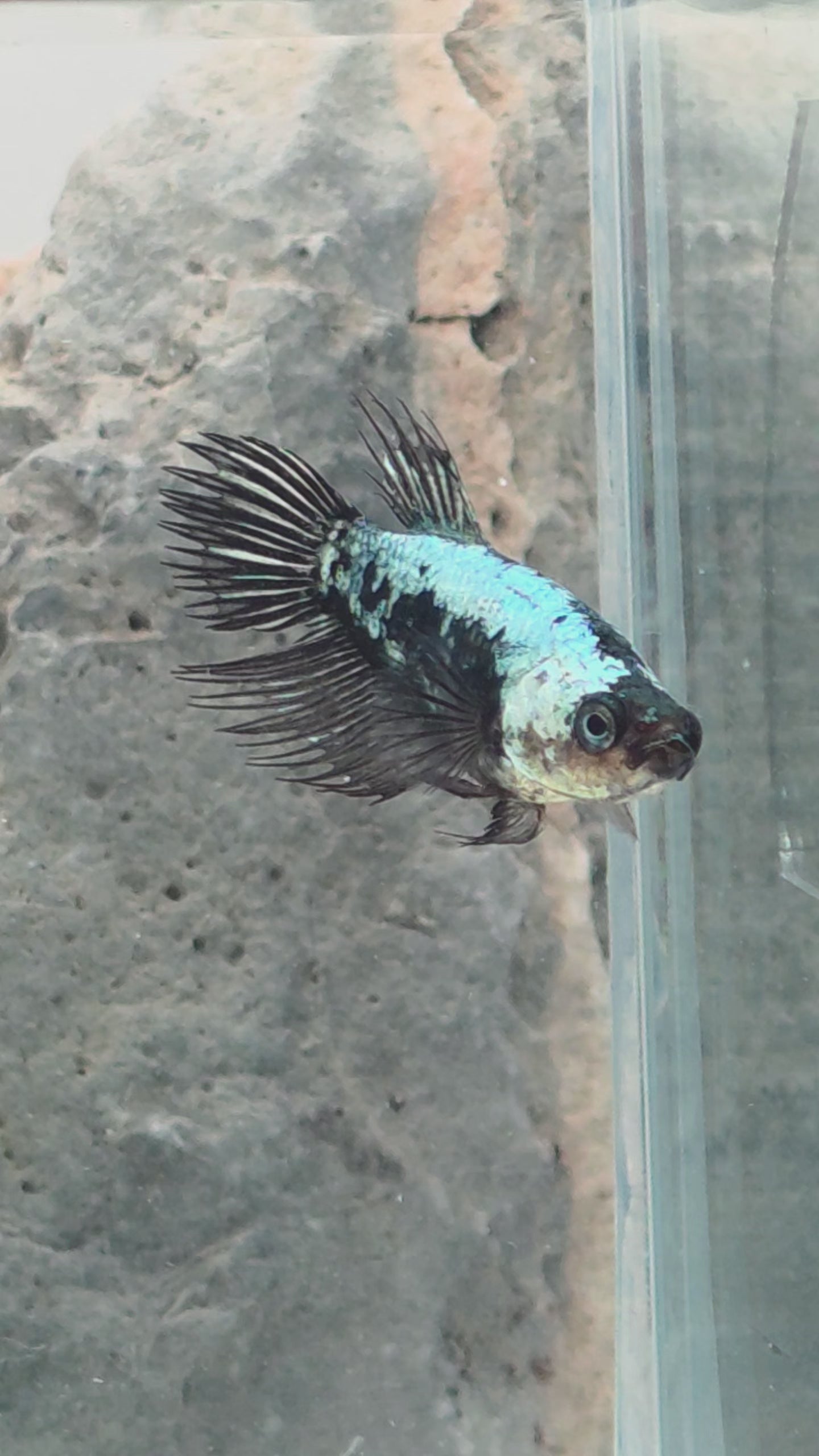 Female Crowntail Samurai Betta | WYSIWYG