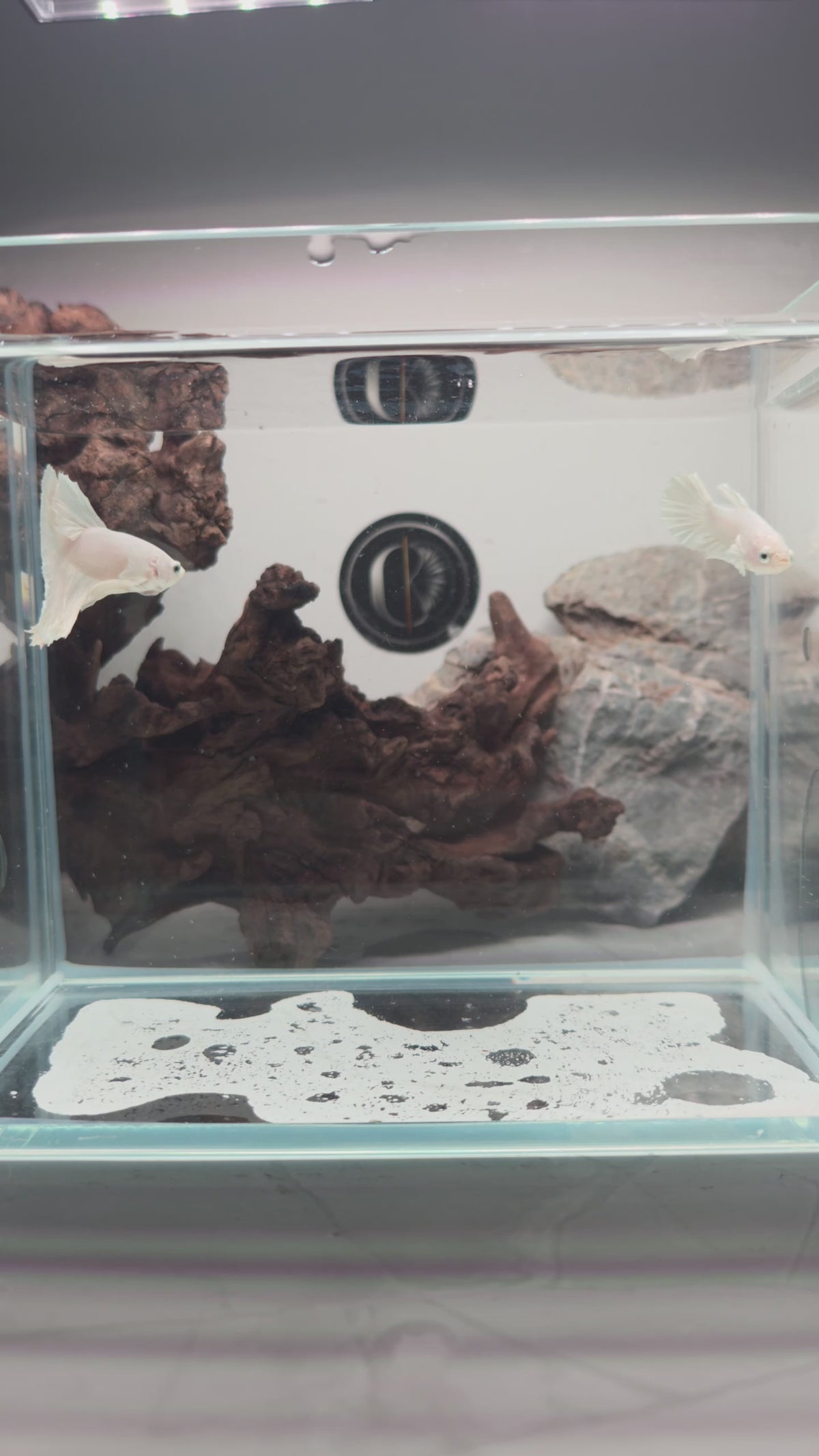 White Platinum Halfmoon Betta Female | WYSIWYG