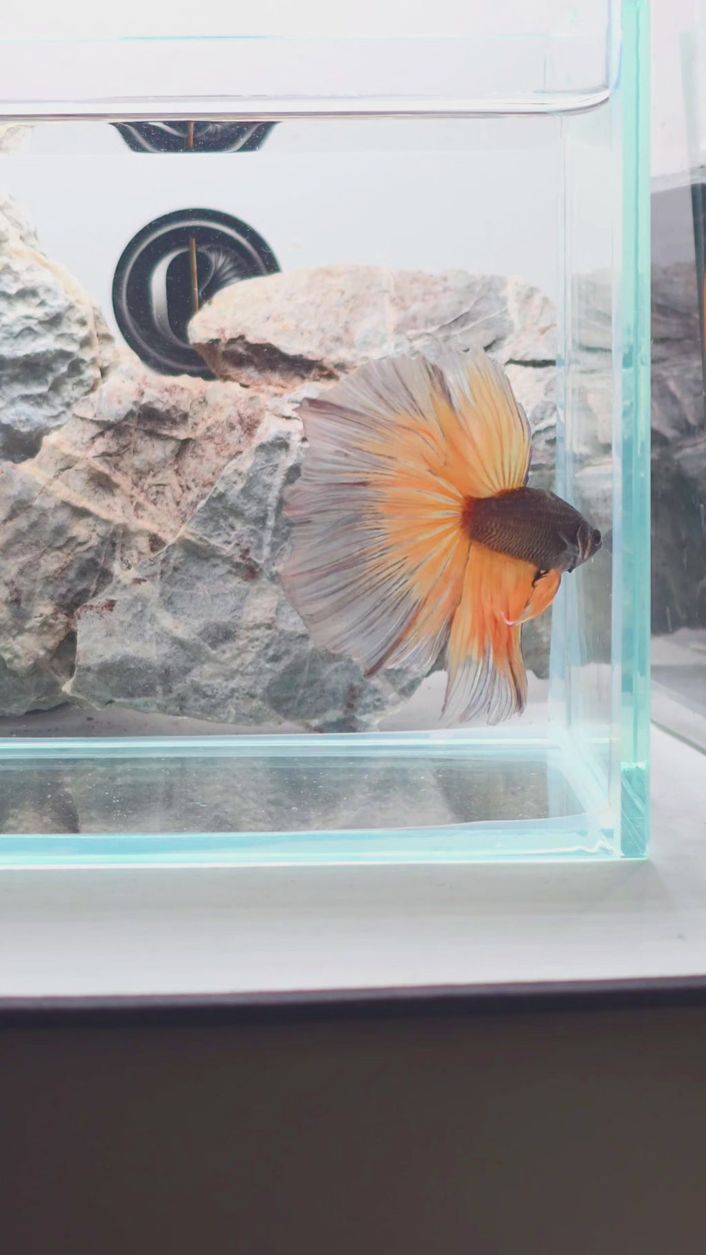 Premium Mustard Gas Halfmoon Betta Male | WYSIWYG
