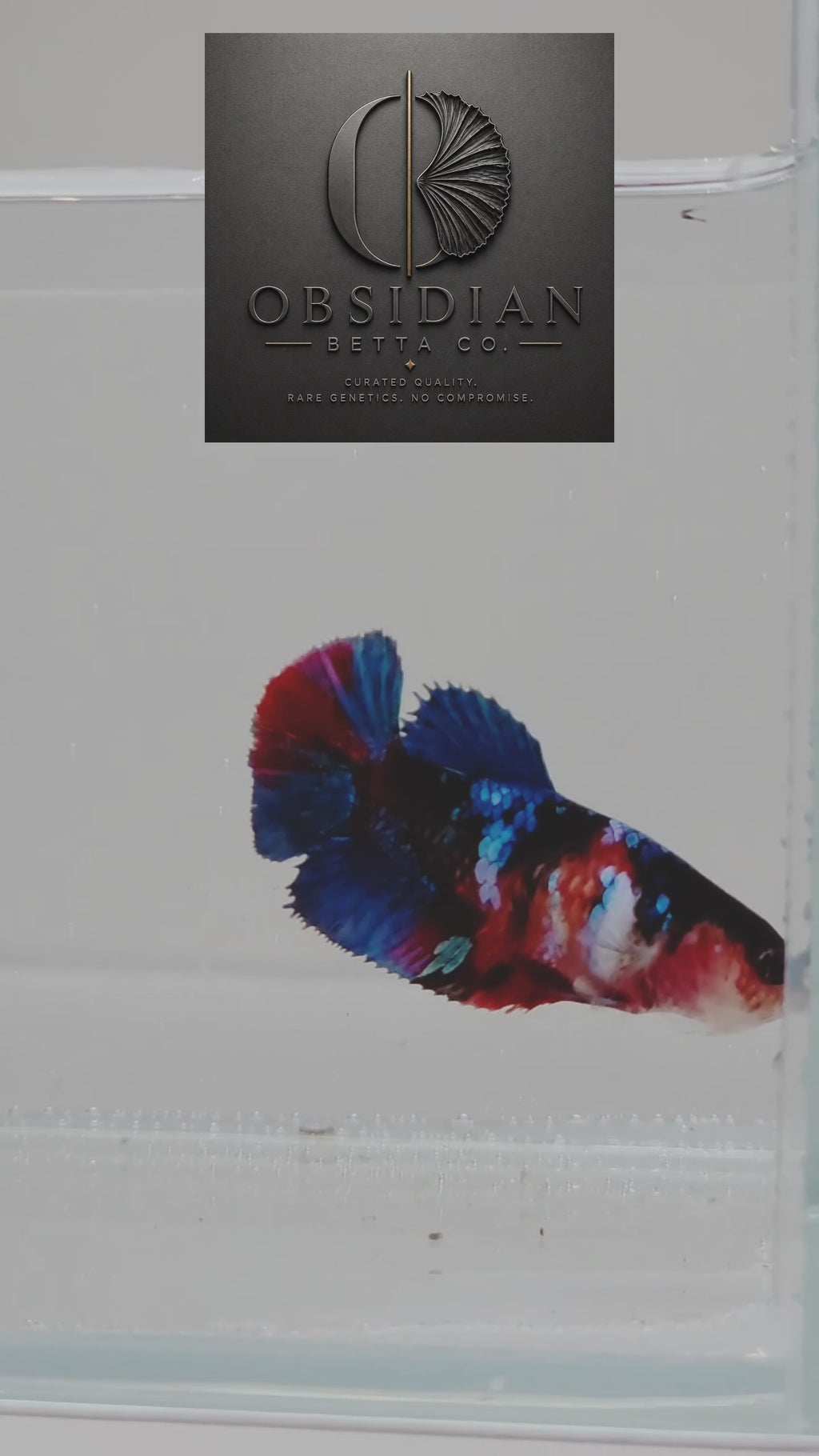Galaxy Koi Female HM Betta