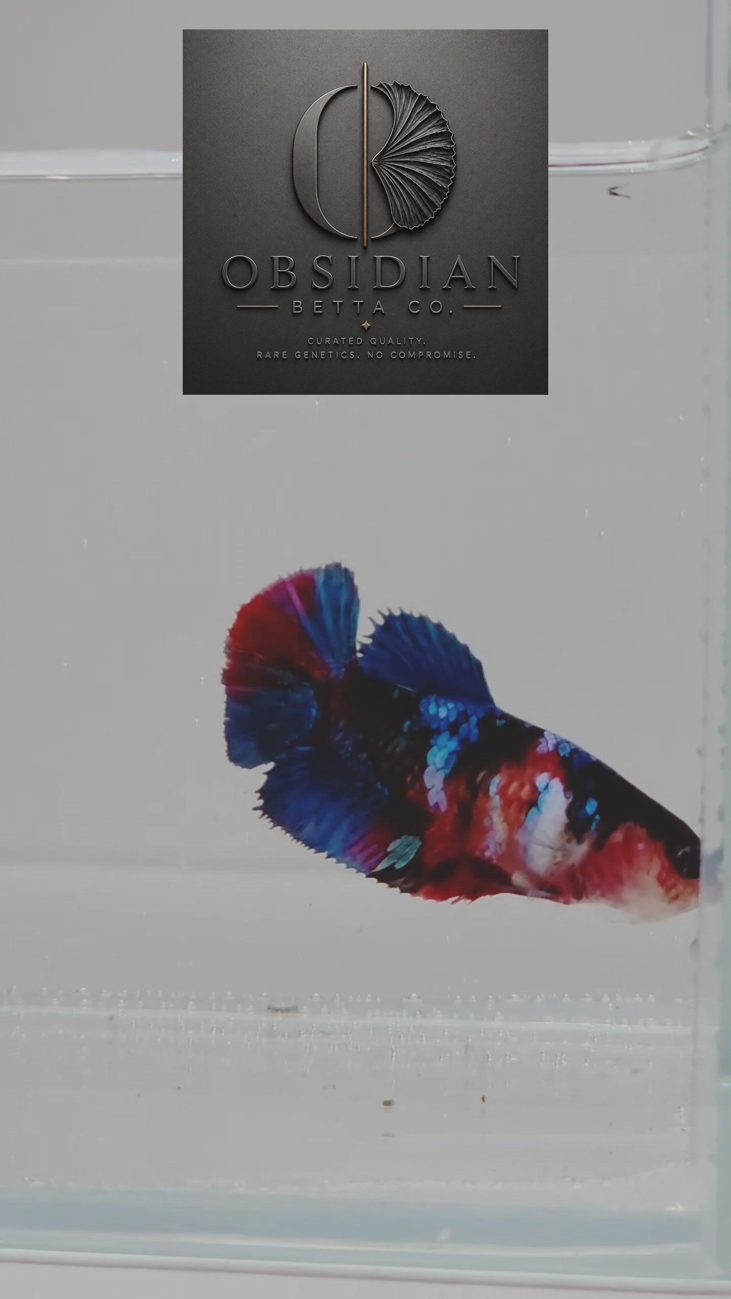 Galaxy Koi Female HM Betta