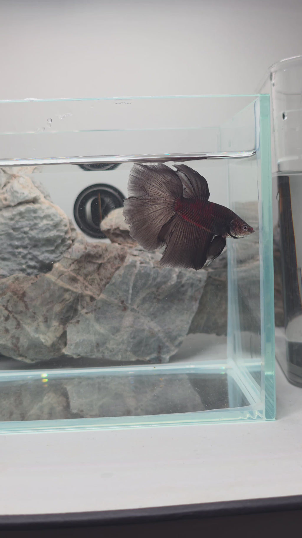 Premium Black Mamba Halfmoon Betta Male | WYSIWYG