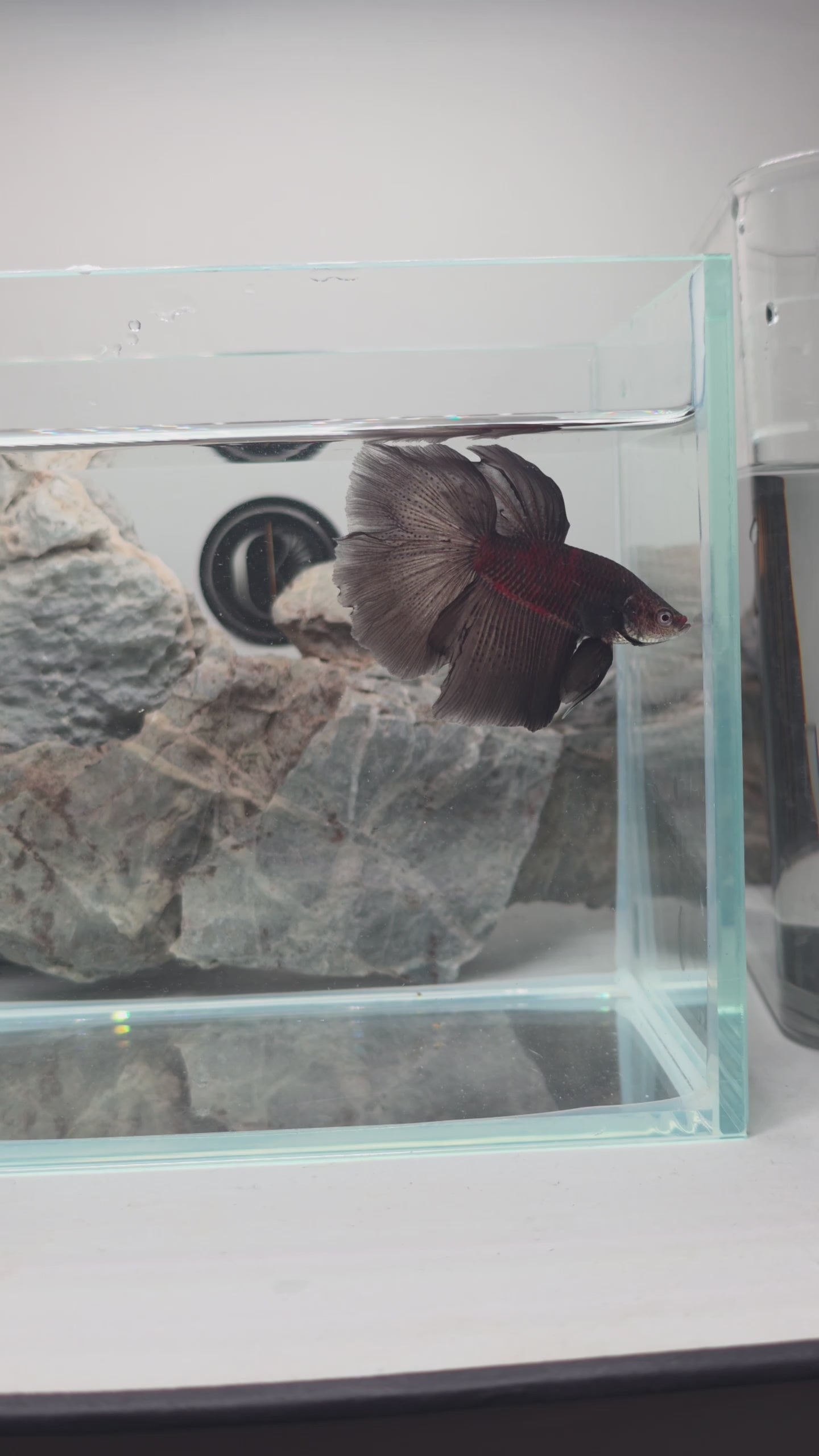Premium Black Mamba Halfmoon Betta Male | WYSIWYG
