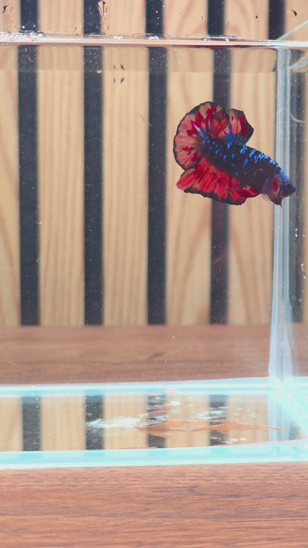 Black Variation Nemo Fire HMPK Male Betta | WYSIWYG