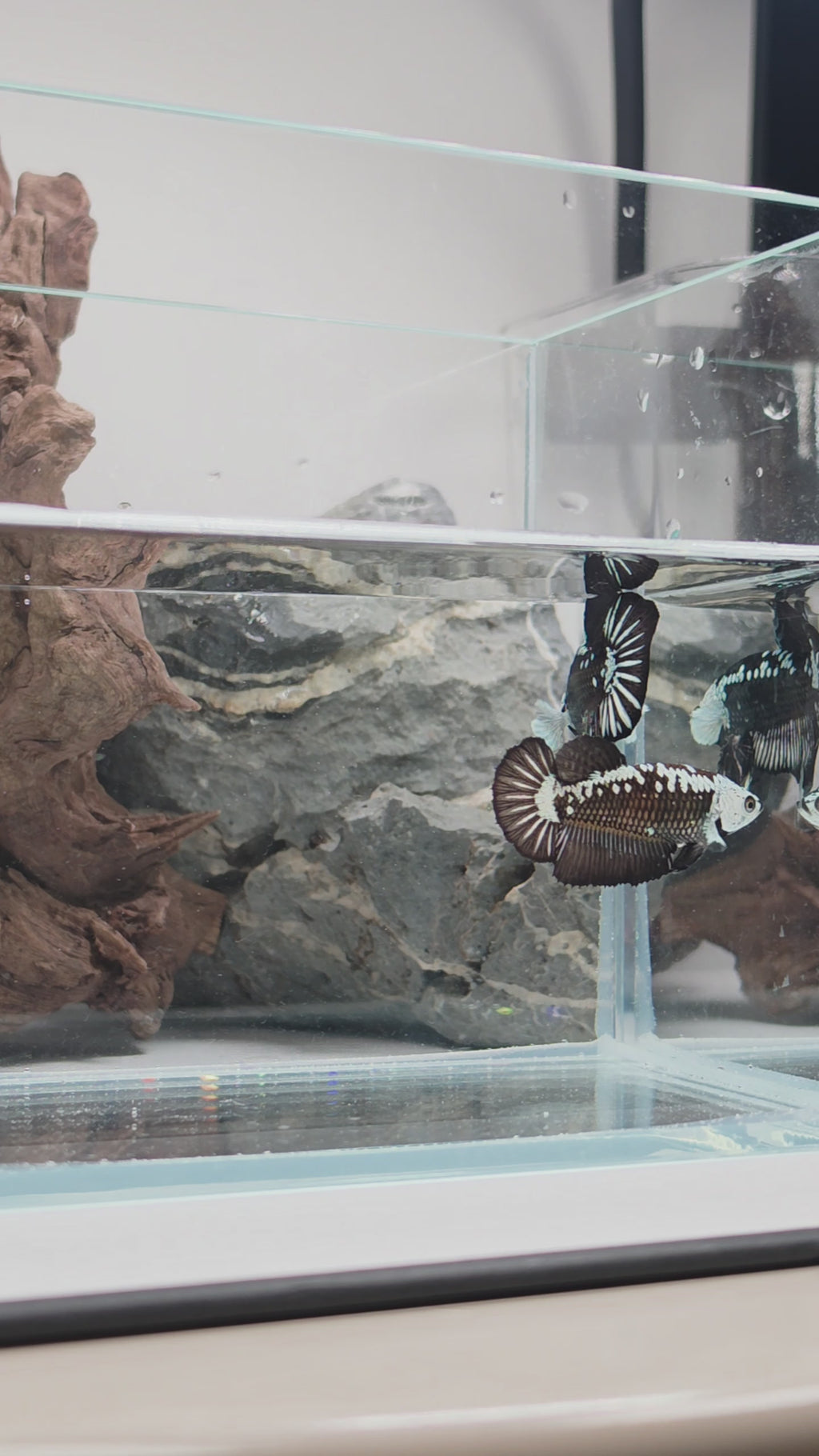 Premium Black Samurai Betta Pair – WYSIWYG Collector Pair