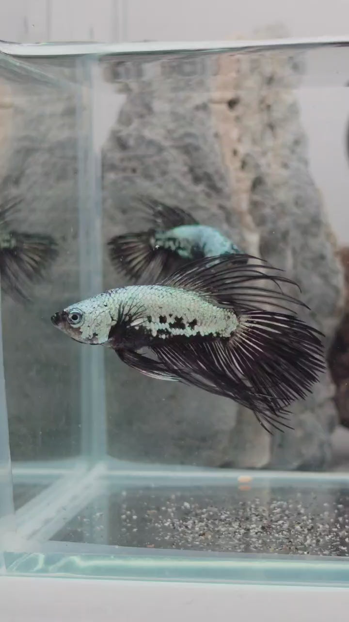 Samurai Crowntail Betta Pair Male (CRT-OTH-M-002) Female (CRT-OTH-F-001)