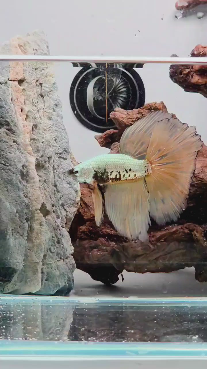 Halfmoon Mustard Gas Samurai Male Betta Fish (CRT-OTH-M-003)