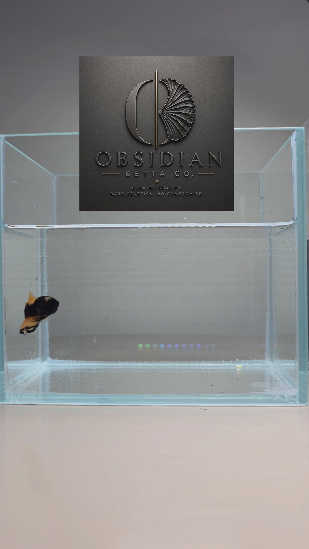 Black Mustard Gas HMPK Male Betta