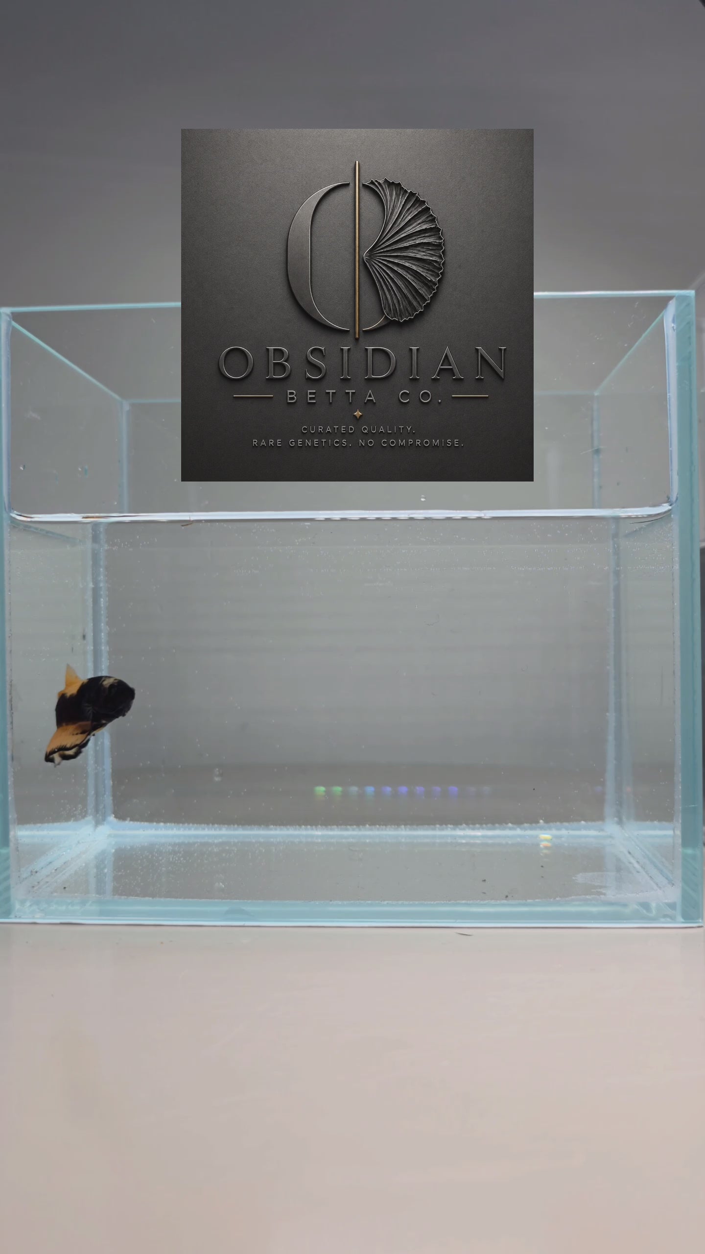 Black Mustard Gas HMPK Male Betta