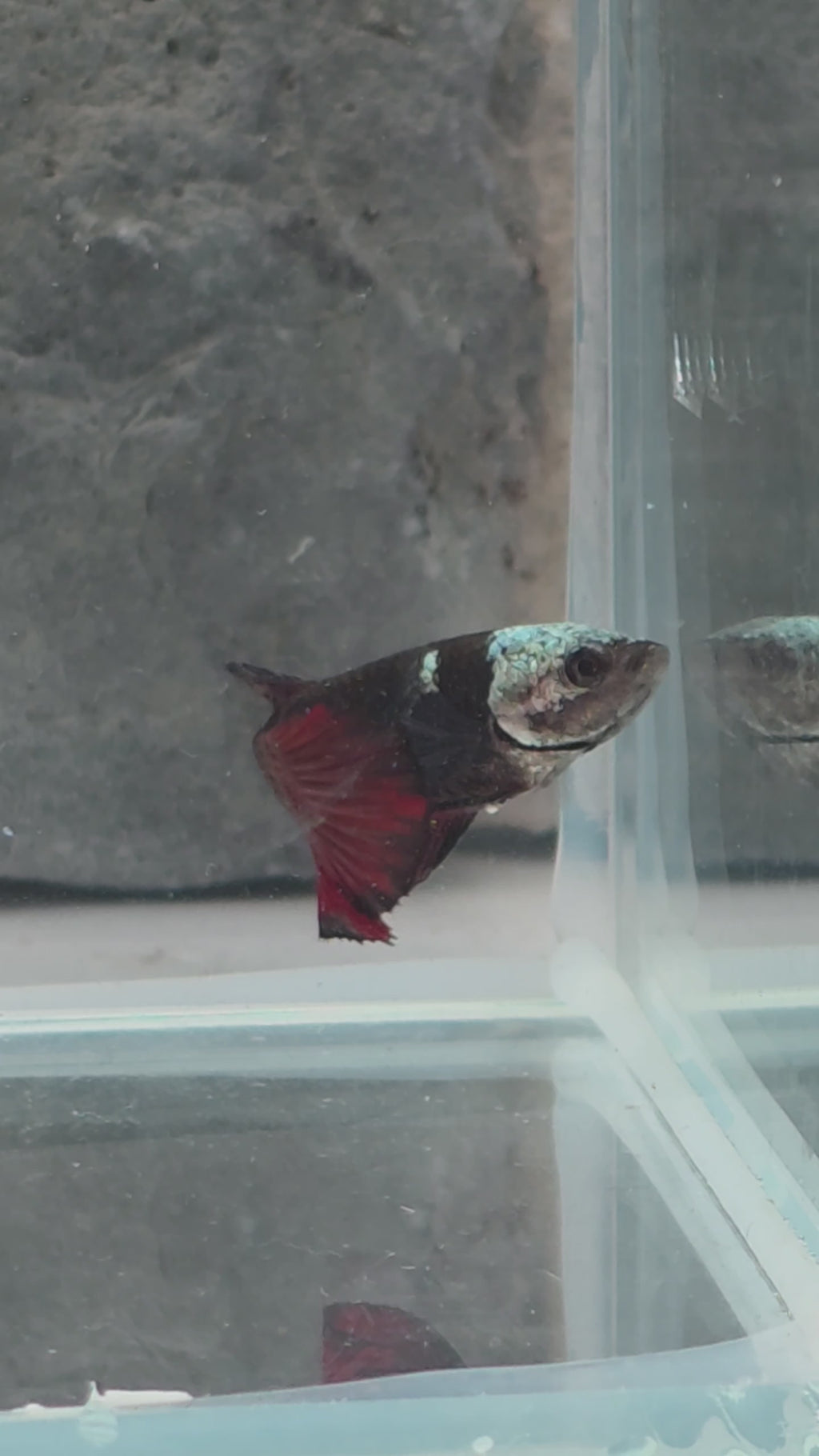 Red Black Hooded Samurai Halfmoon Female Betta | WYSIWYG