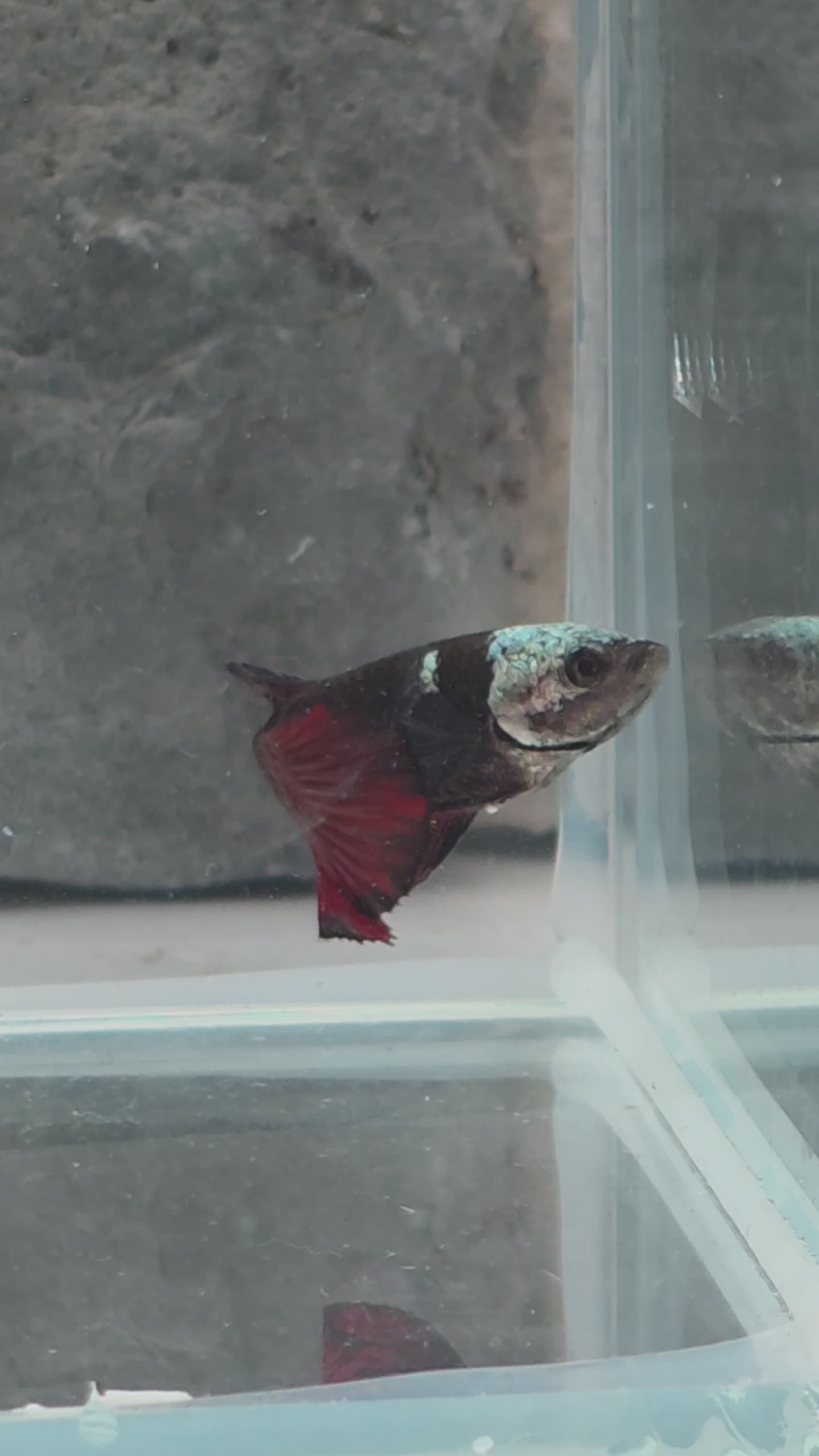 Red Black Hooded Samurai Halfmoon Female Betta | WYSIWYG
