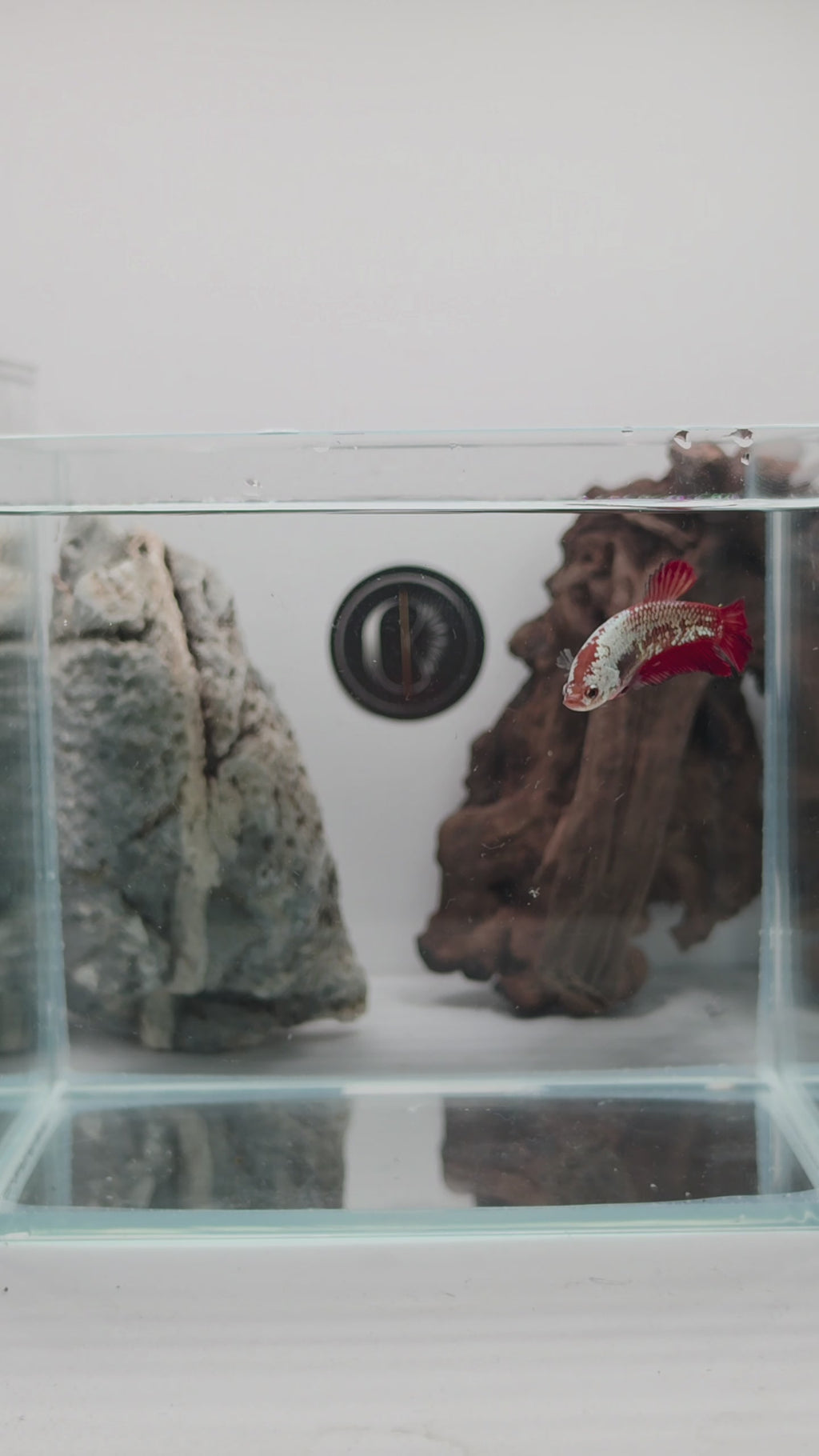 Red Samurai Halfmoon Plakat Betta Fish Female (CRM-OTH-F-001)