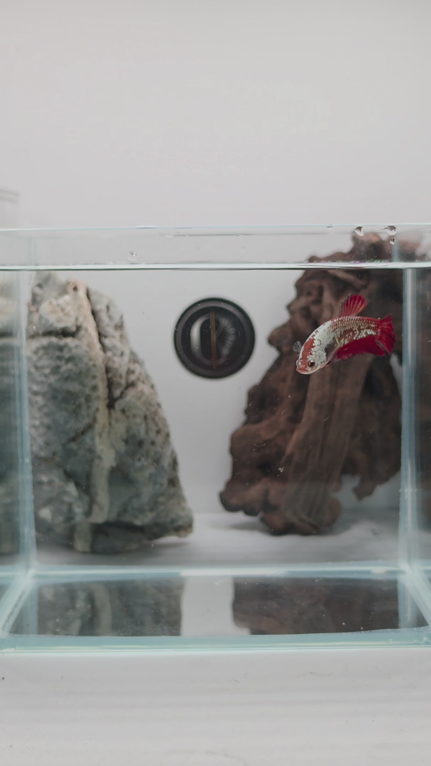 Red Samurai Halfmoon Plakat Betta Fish Female (CRM-OTH-F-001)