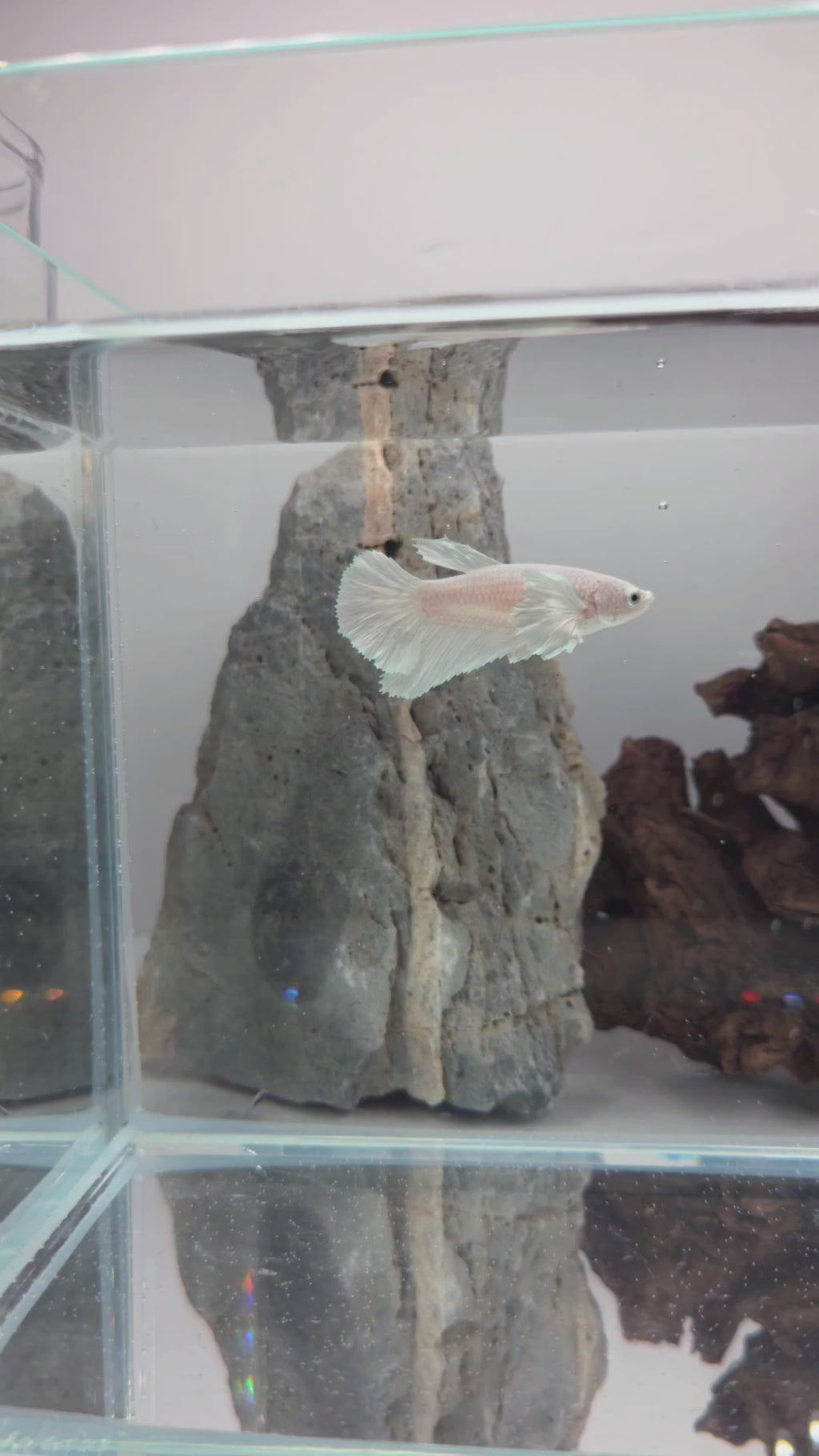 Female White Platinum Dumbo Halfmoon Betta Fish (LGT-OTH-F-004)