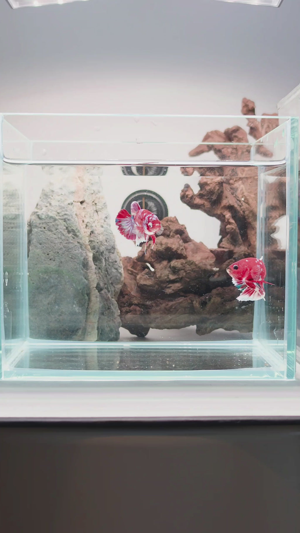 Barongsai Halfmoon Plakat (HMPK) Betta Pair Male (CRM-OTH-M-003) & Female(CRM-OTH-F-002)