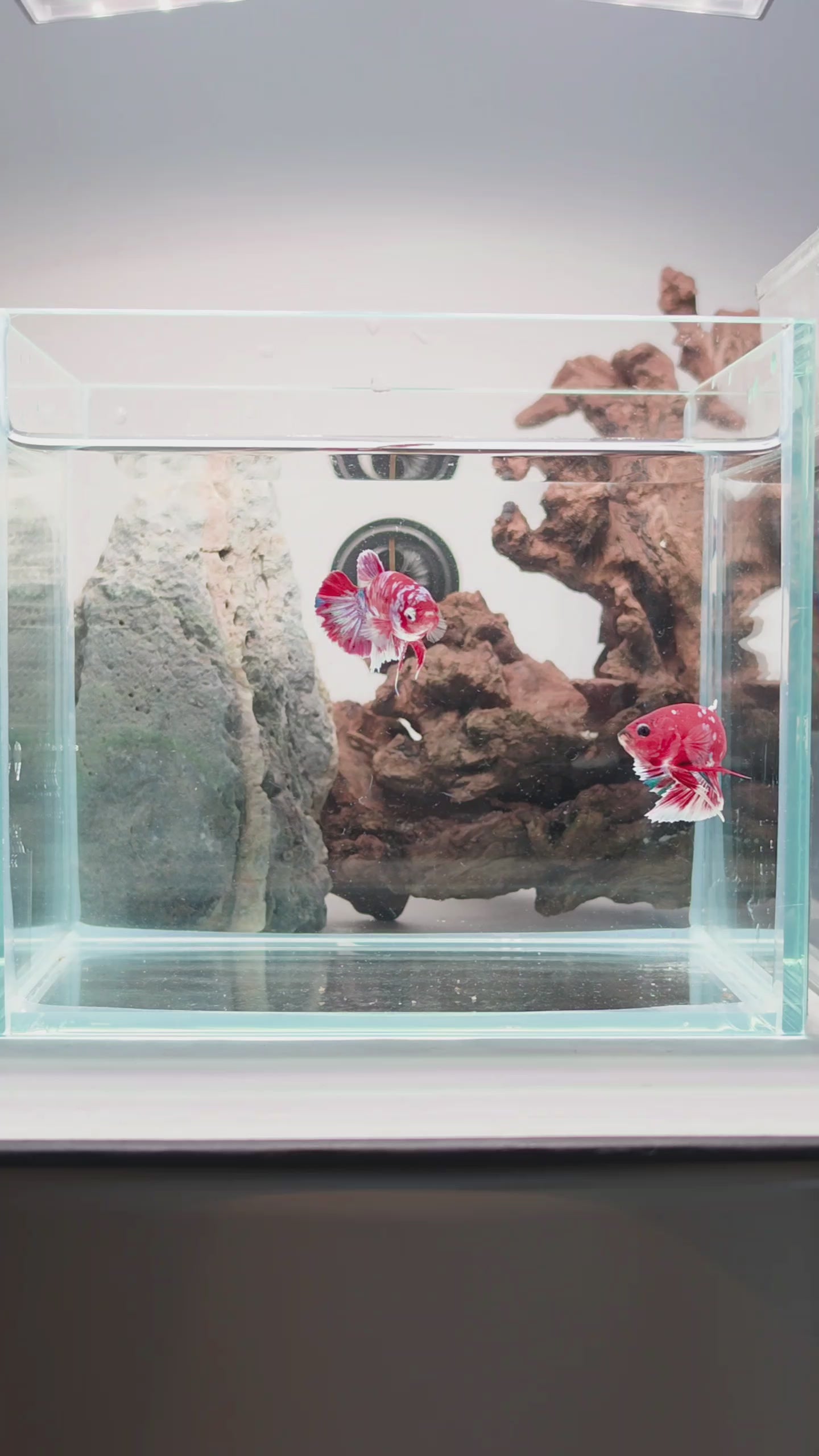Barongsai Halfmoon Plakat (HMPK) Betta Pair Male (CRM-OTH-M-003) & Female(CRM-OTH-F-002)