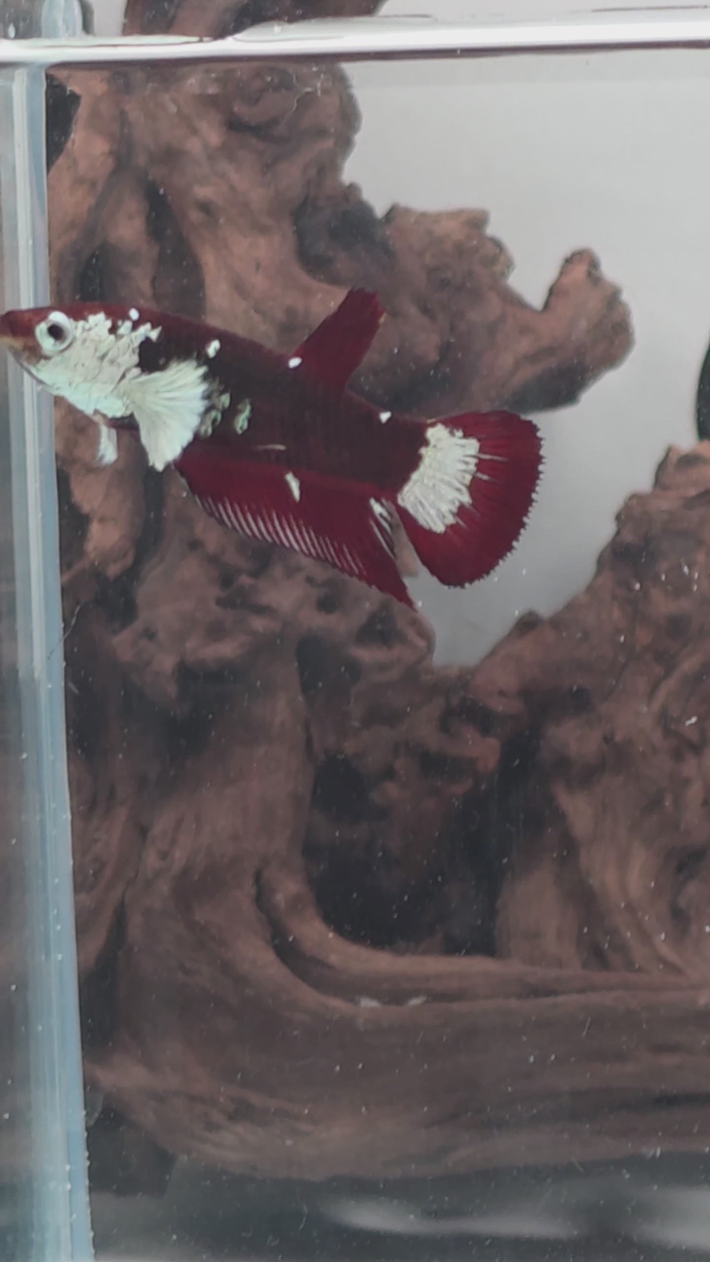Hantengu (Red Black Mamba) Halfmoon Female Betta | WYSIWYG