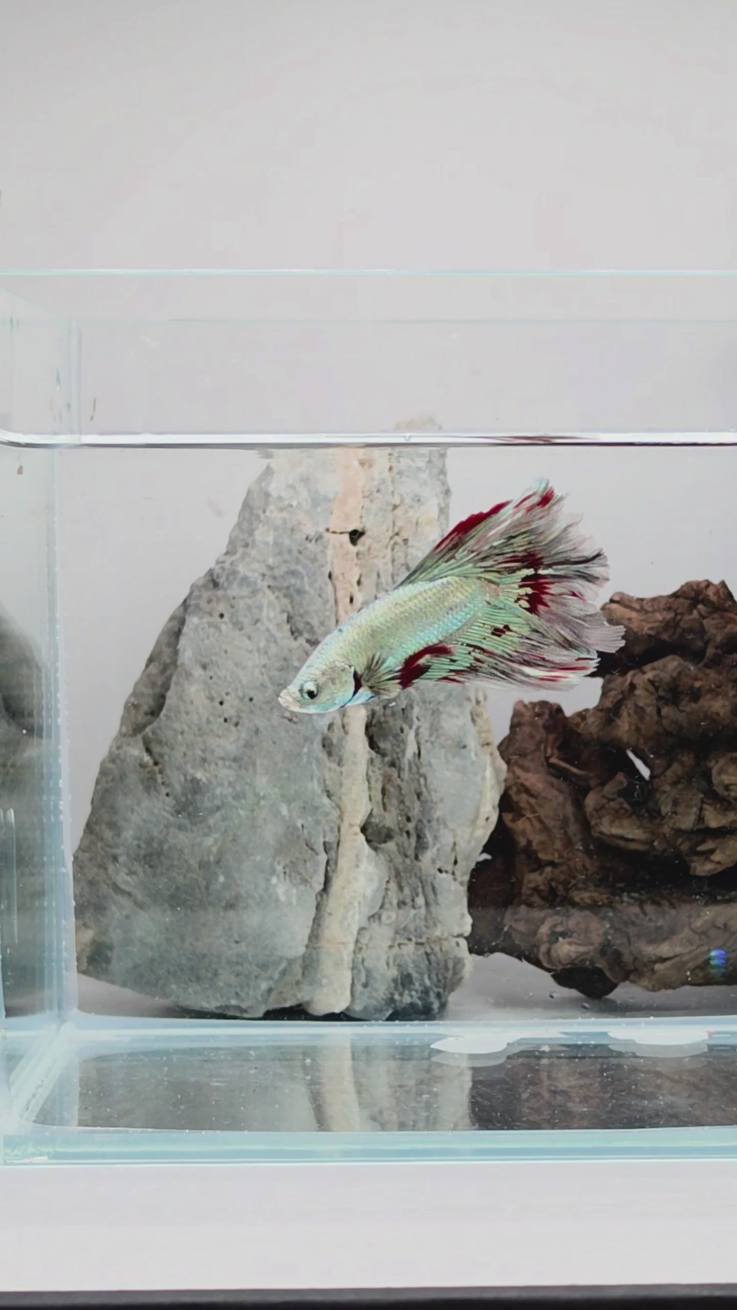 Male Ice Blue Metallic Butterfly Halfmoon Betta Fish (SPC-FMC-M-004)