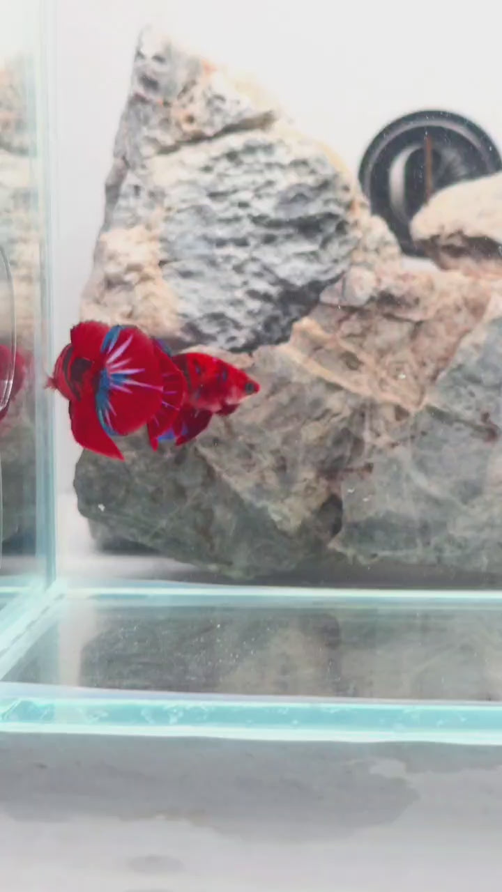 Red Candy Koi HMPK Female 1 | WYSIWYG