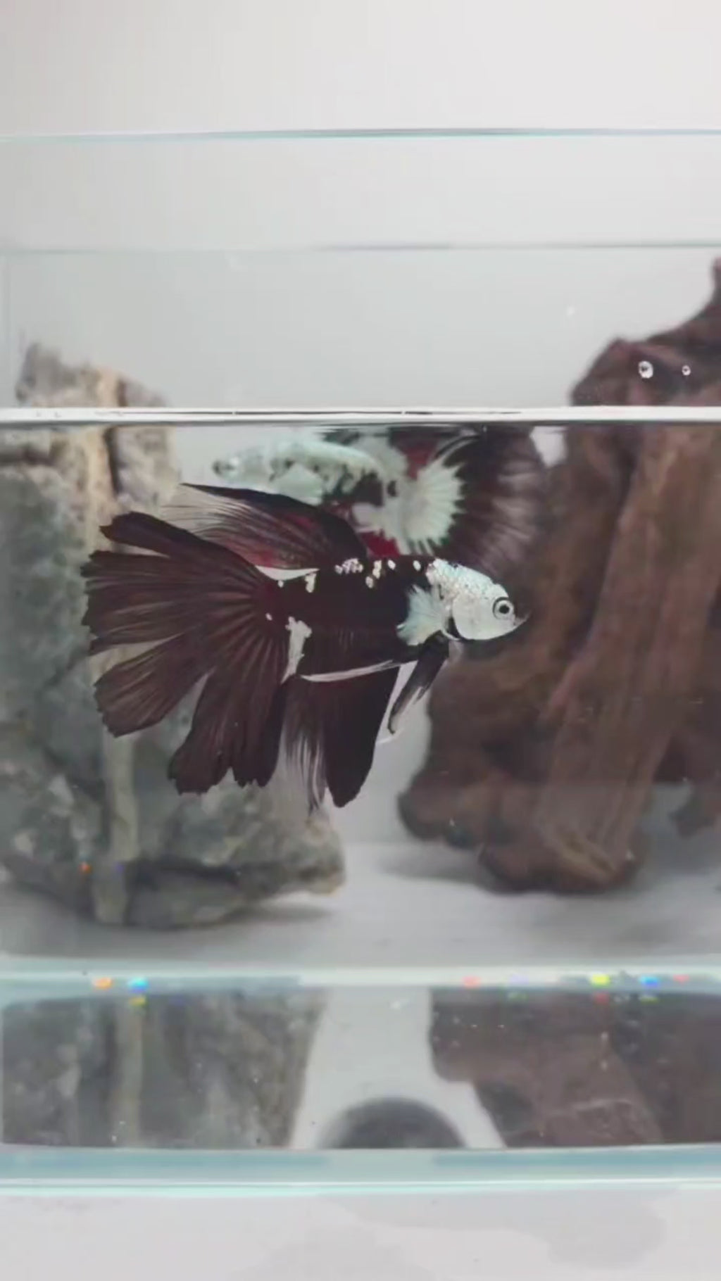 White Walker Snow Samurai Halfmoon Betta Fish (CRT-VSM-M-001)
