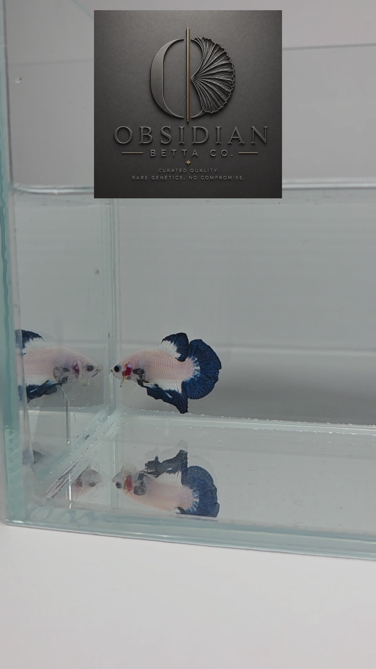 Blue Rim Bicolour HMPK Male Betta