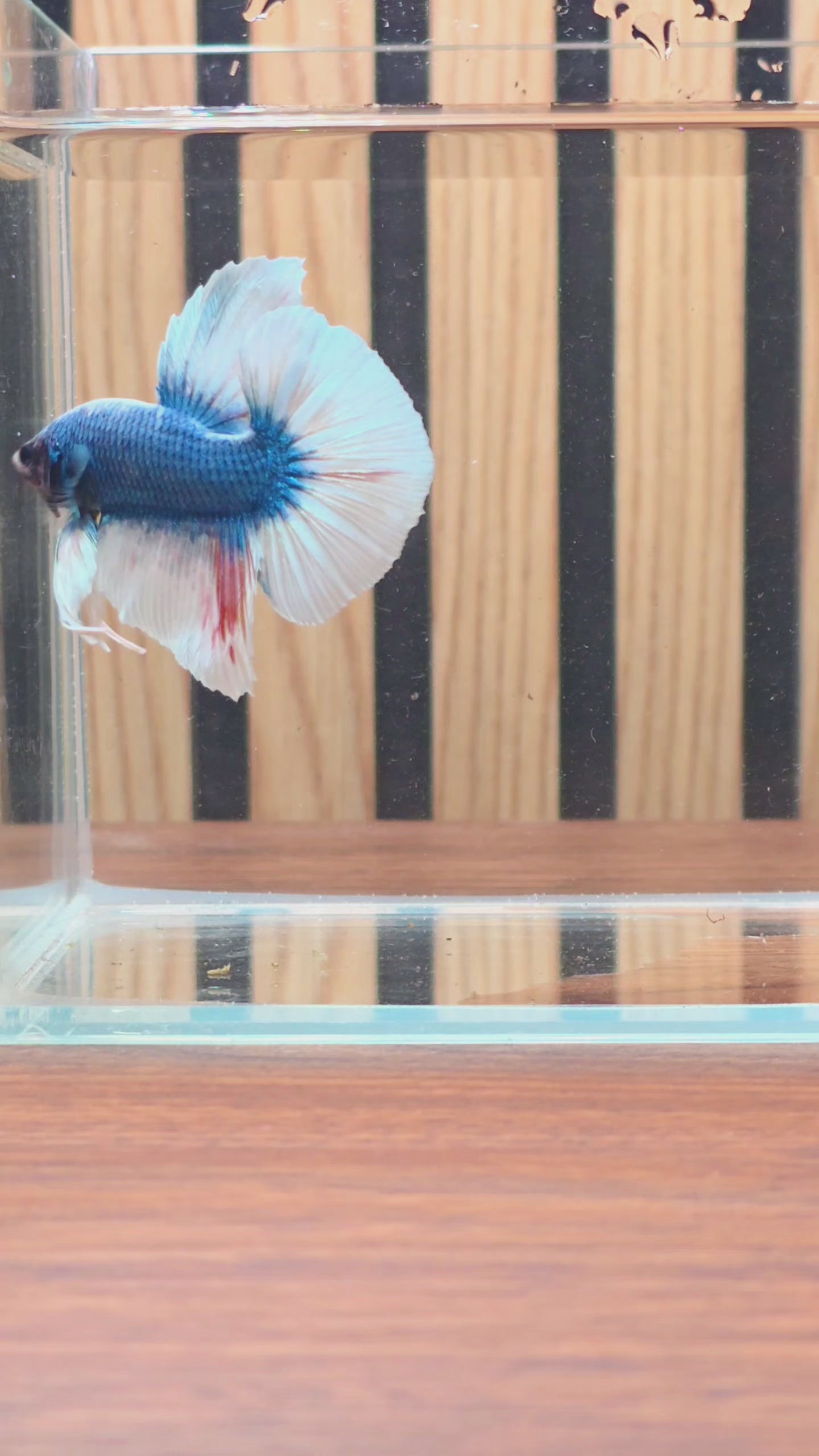 Blue Butterfly Large-Fin HMPK Male Betta | WYSIWYG
