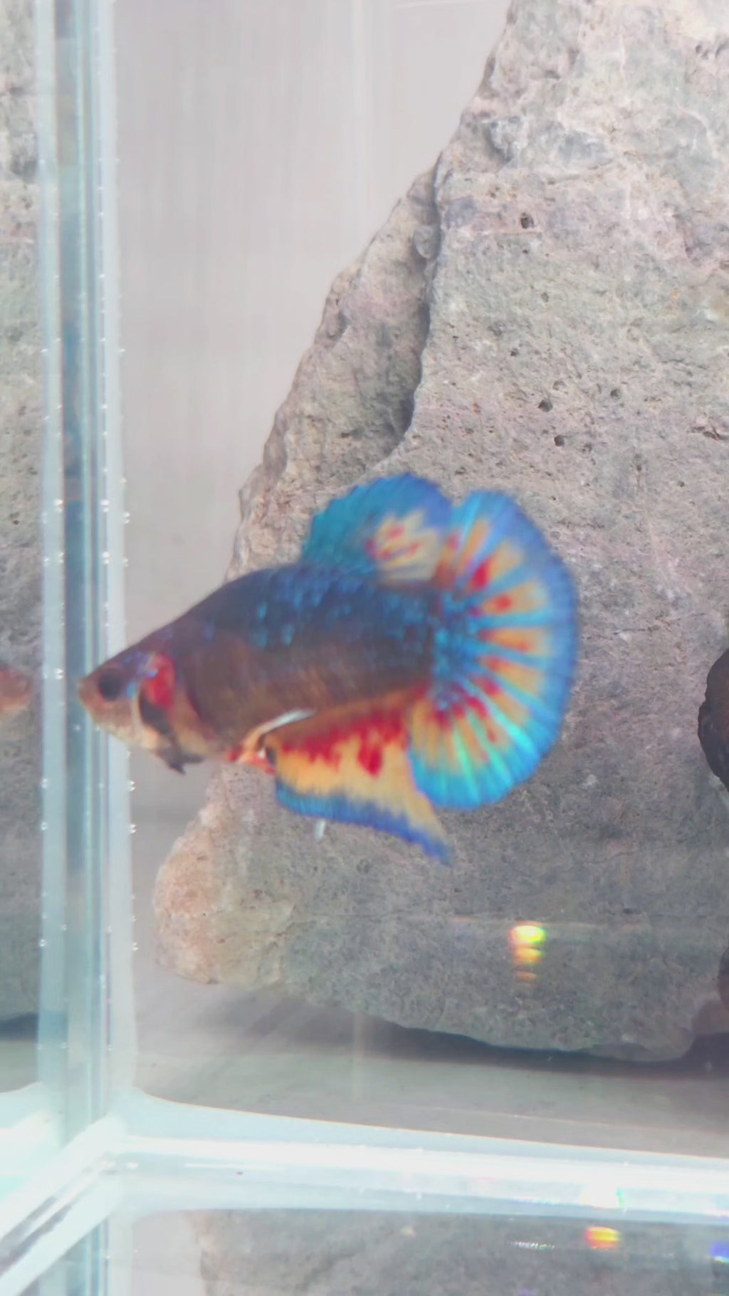 Female Metallic Mustard Gas Vanda HMPK Betta Fish (SPC-MSG-F-001)