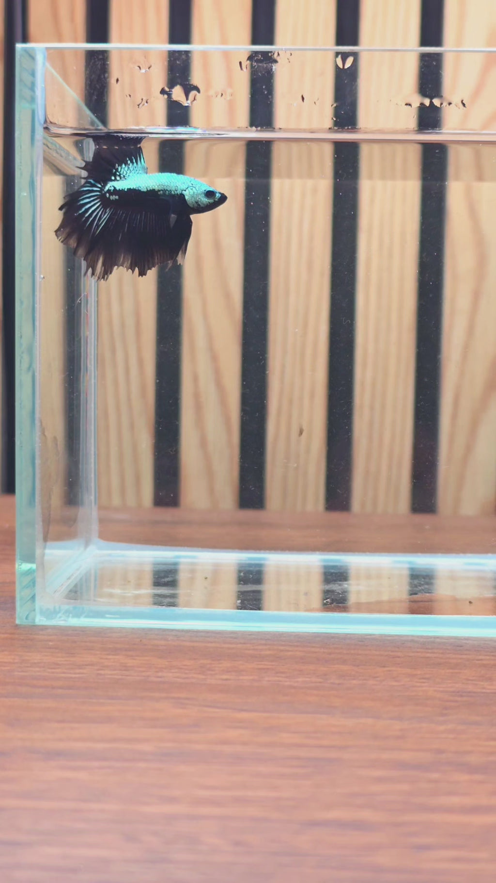 Black Samurai Halfmoon Male Betta | WYSIWYG