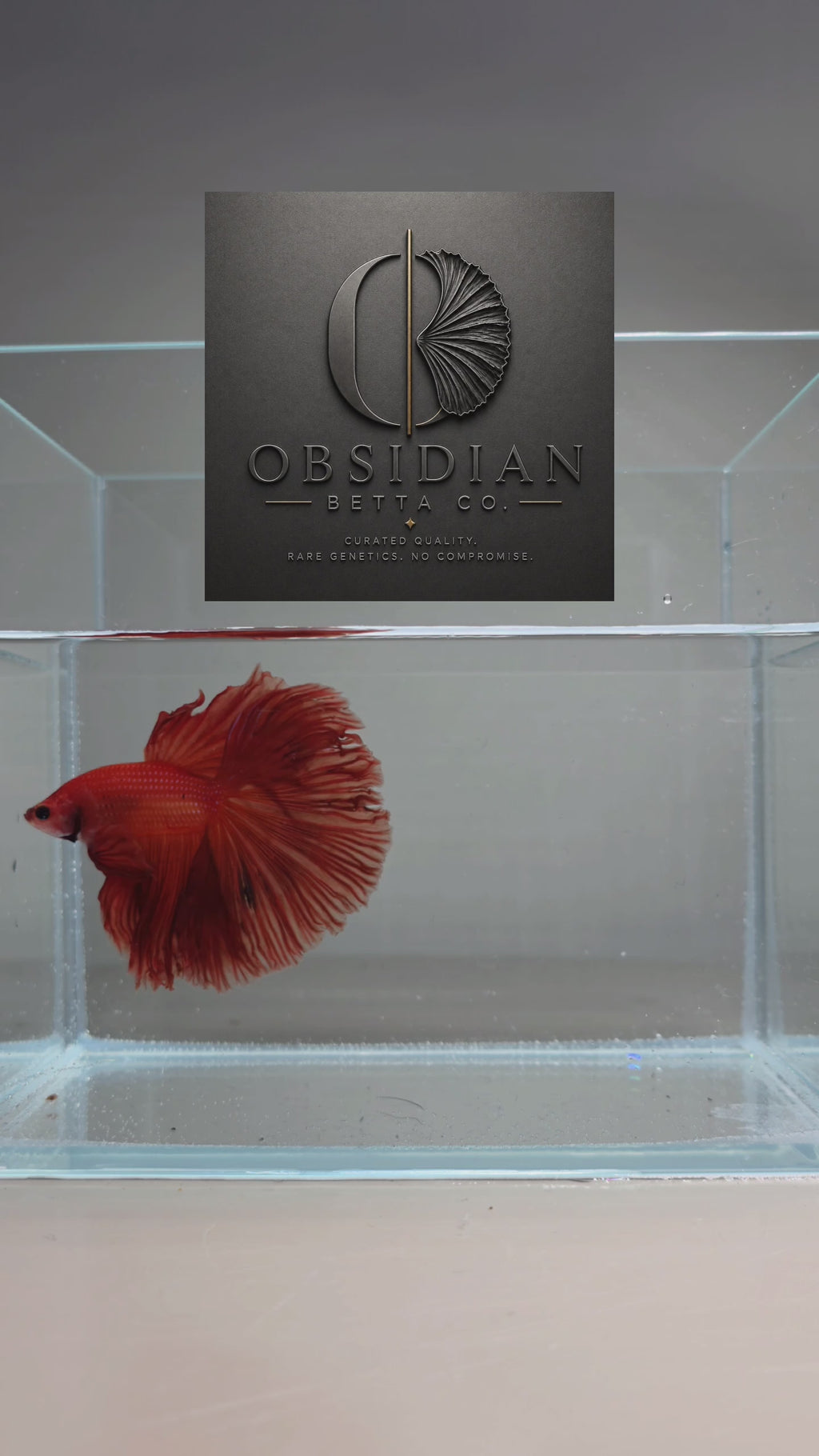 Solid Red Halfmoon Male Betta