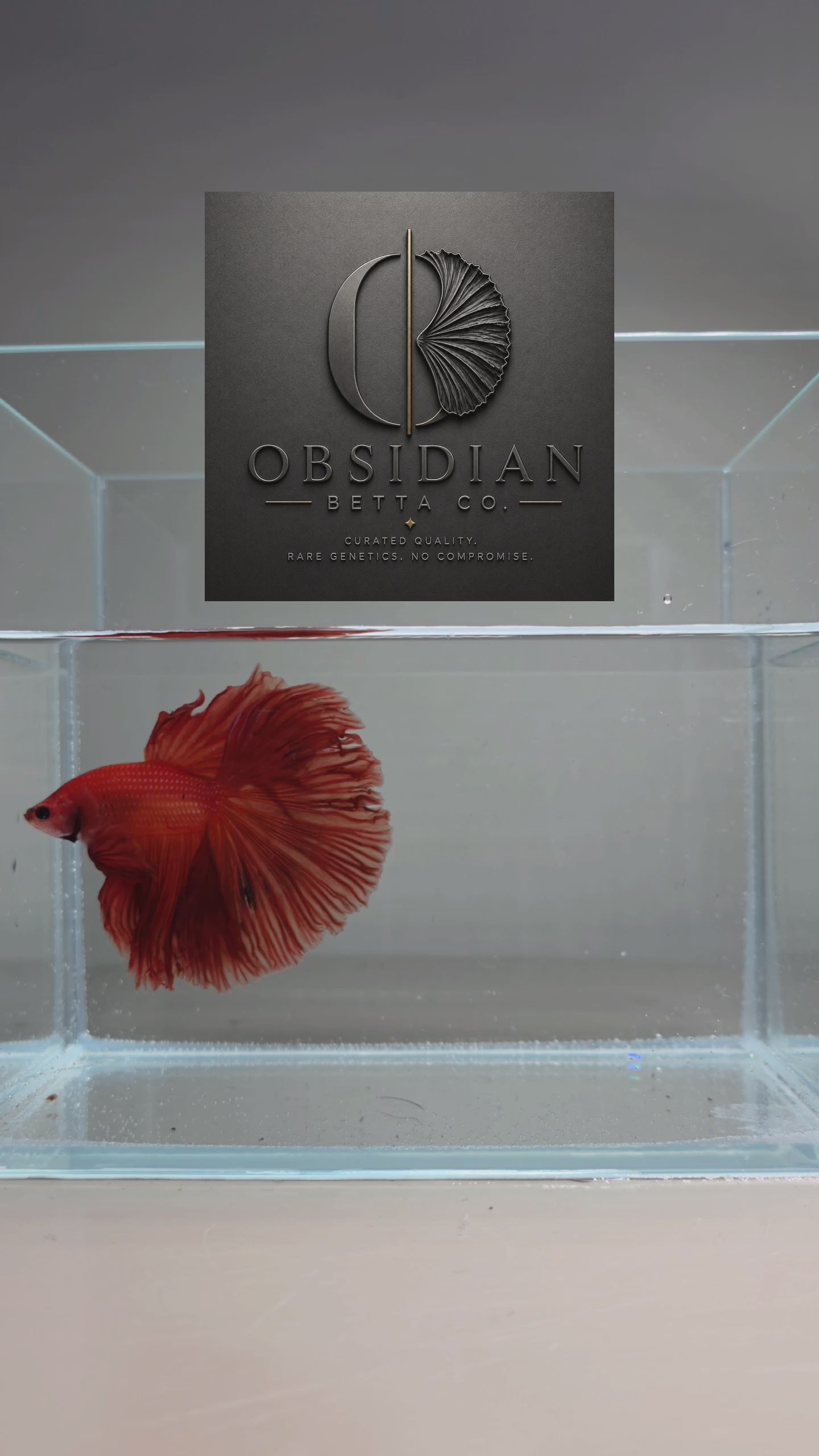 Solid Red Halfmoon Male Betta