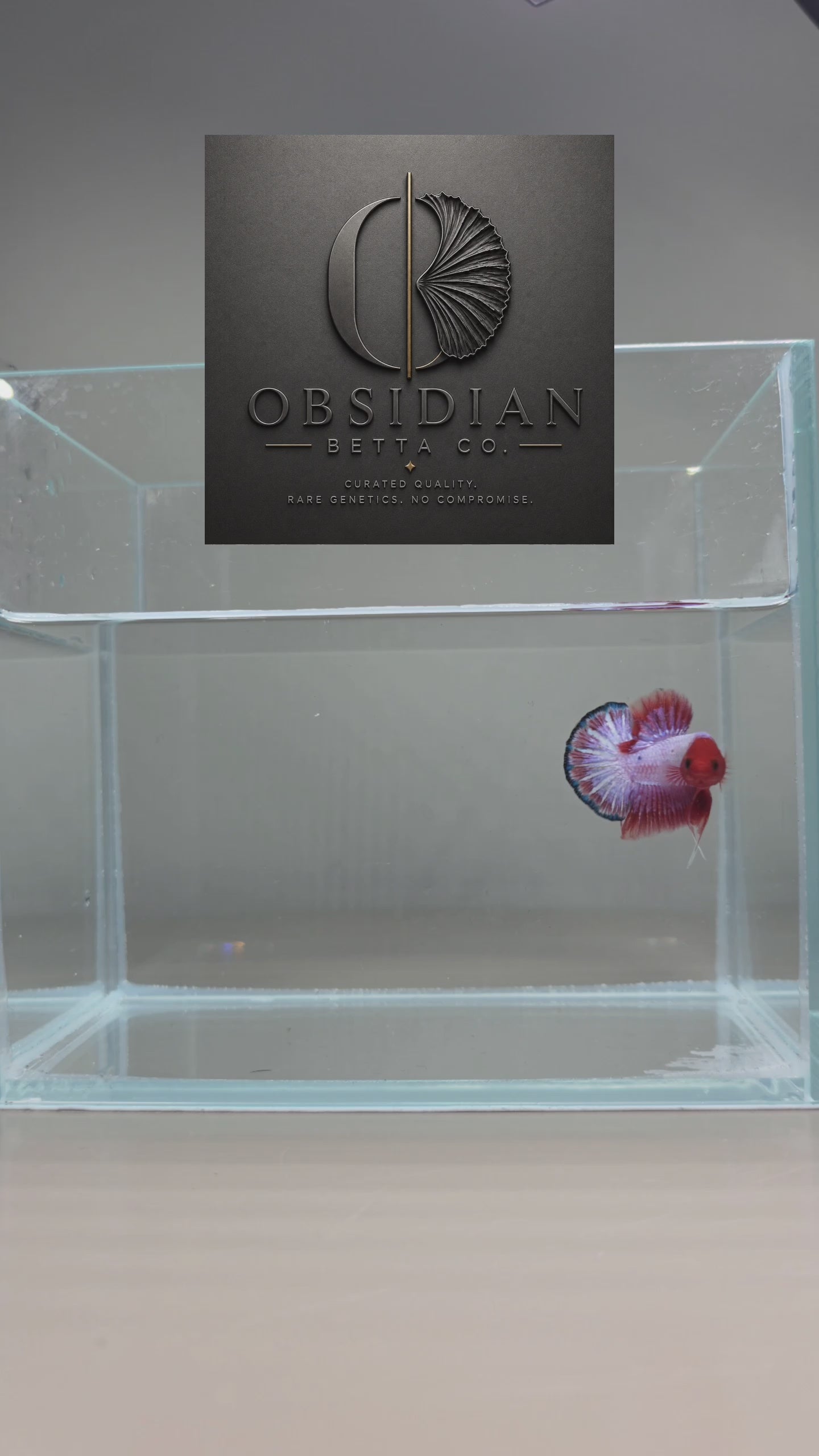 Pink Scale Fancy HMPK Male Betta