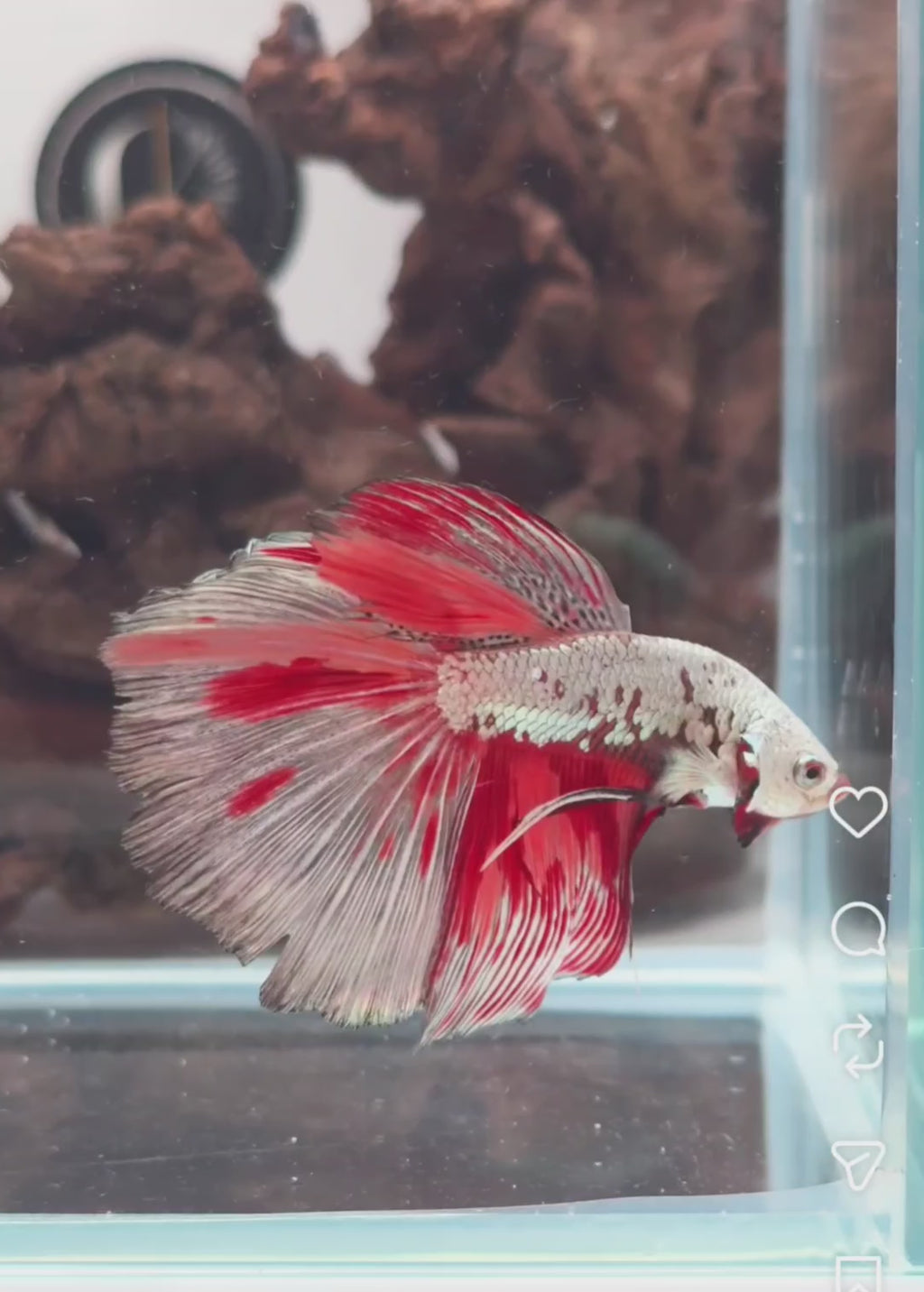 Dragon Nemo Halfmoon Male Betta | WYSIWYG
