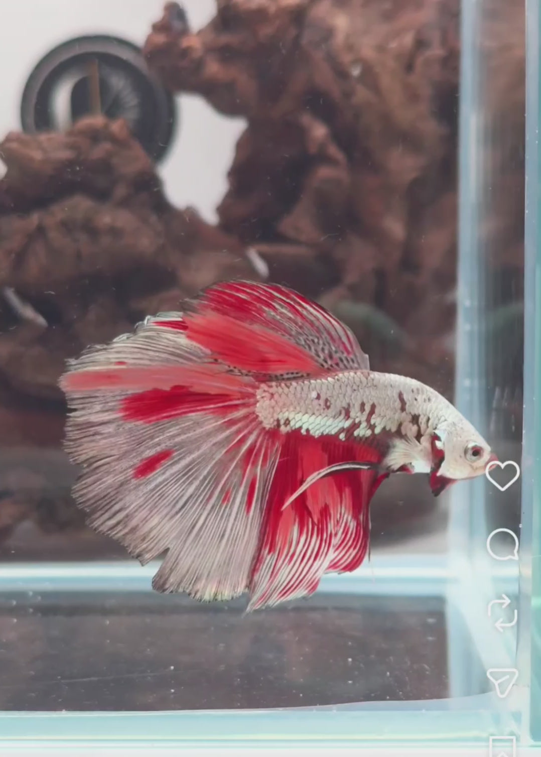 Dragon Nemo Halfmoon Male Betta | WYSIWYG