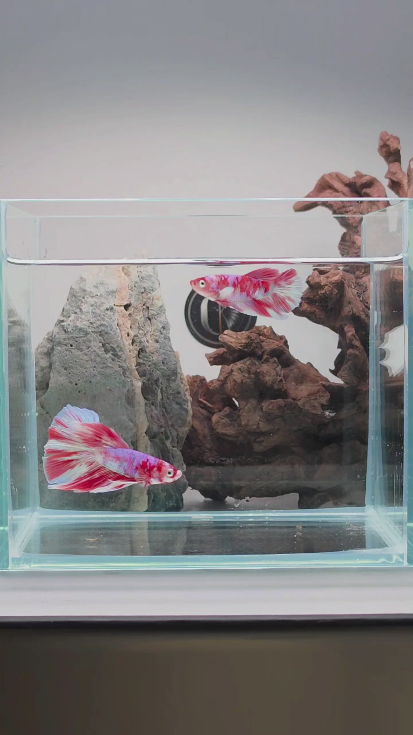 Barongsai Halfmoon Betta Fish Male (CRM-OTH-M-005)