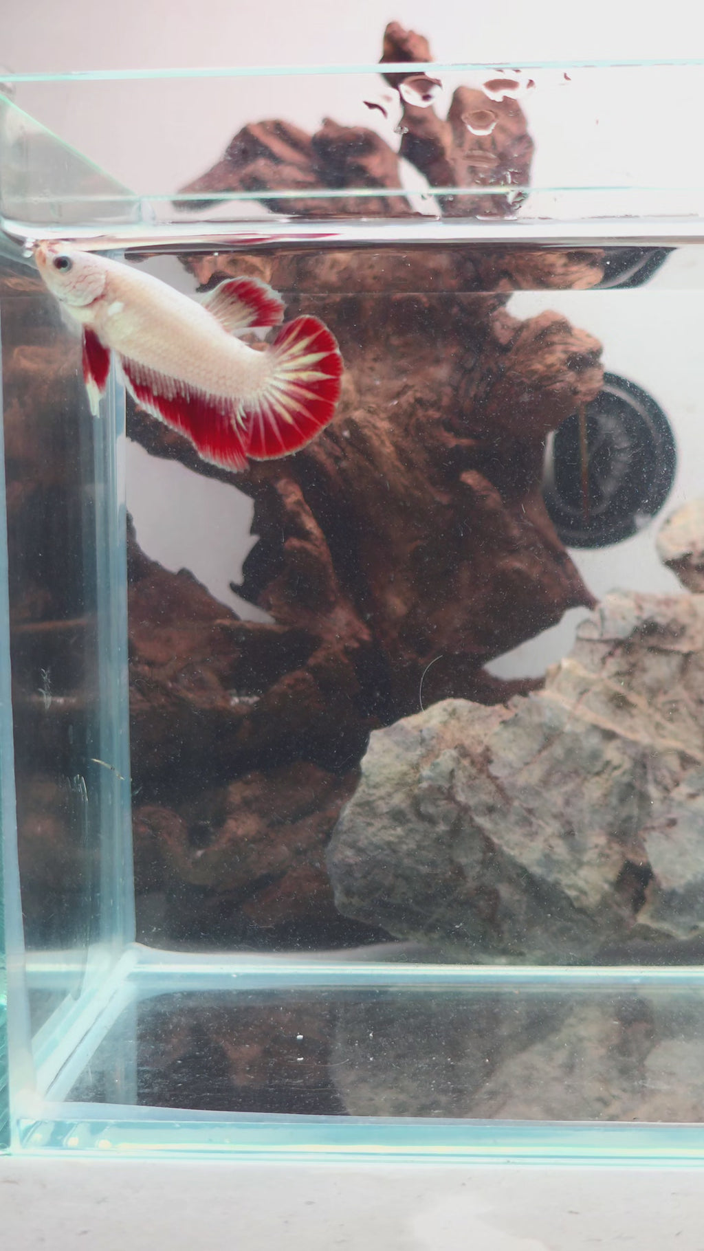 Premium Red Dragon Bi-colour Female Halfmoon | WYSIWYG