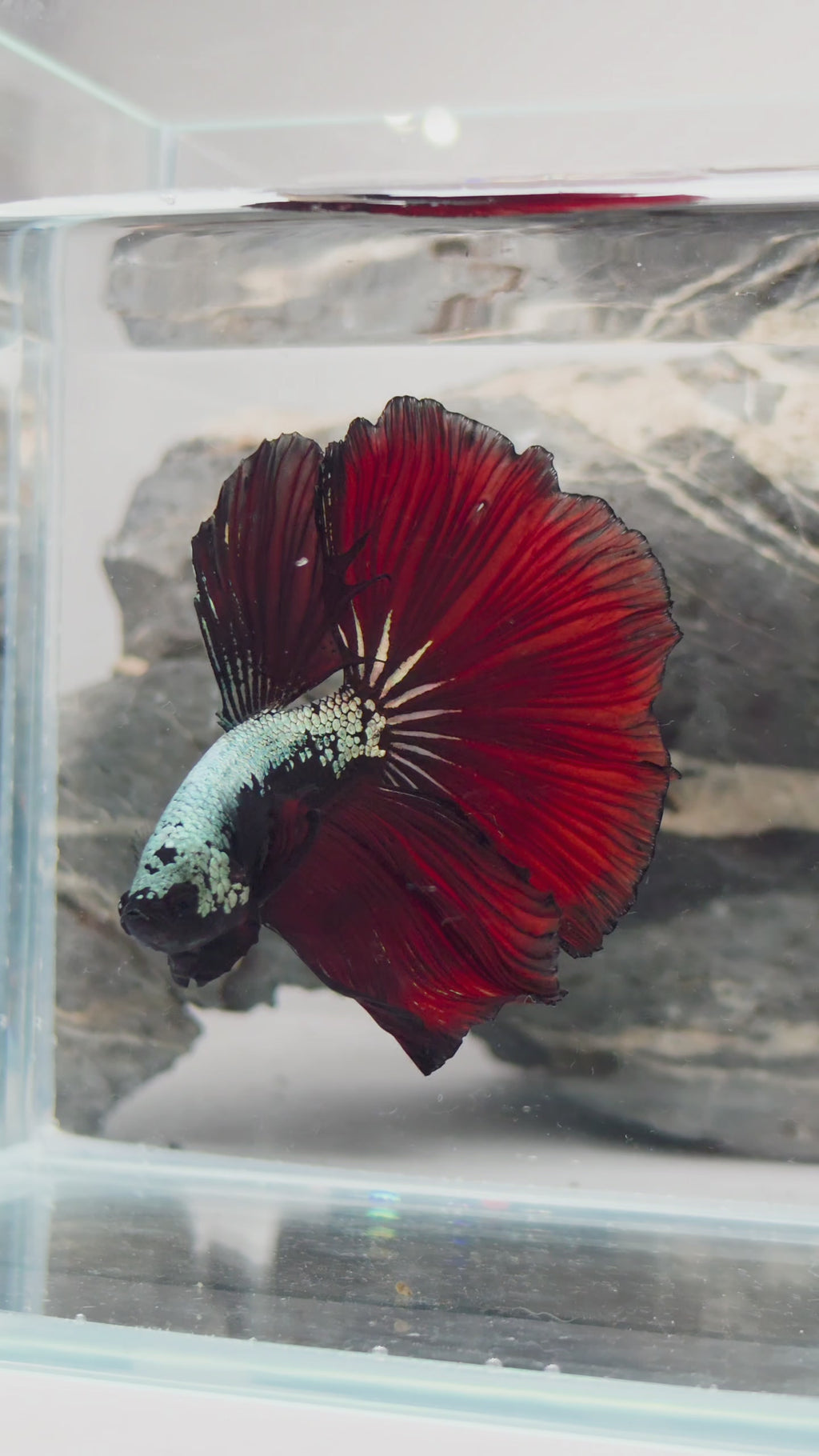 Vampire Samurai Halfmoon Betta Male (CRT-OTH-M-001)