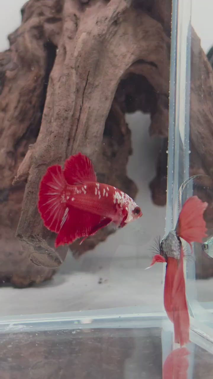 Male Red Mamba Samurai HMPK Betta Fish (CRM-RSM-M-001)