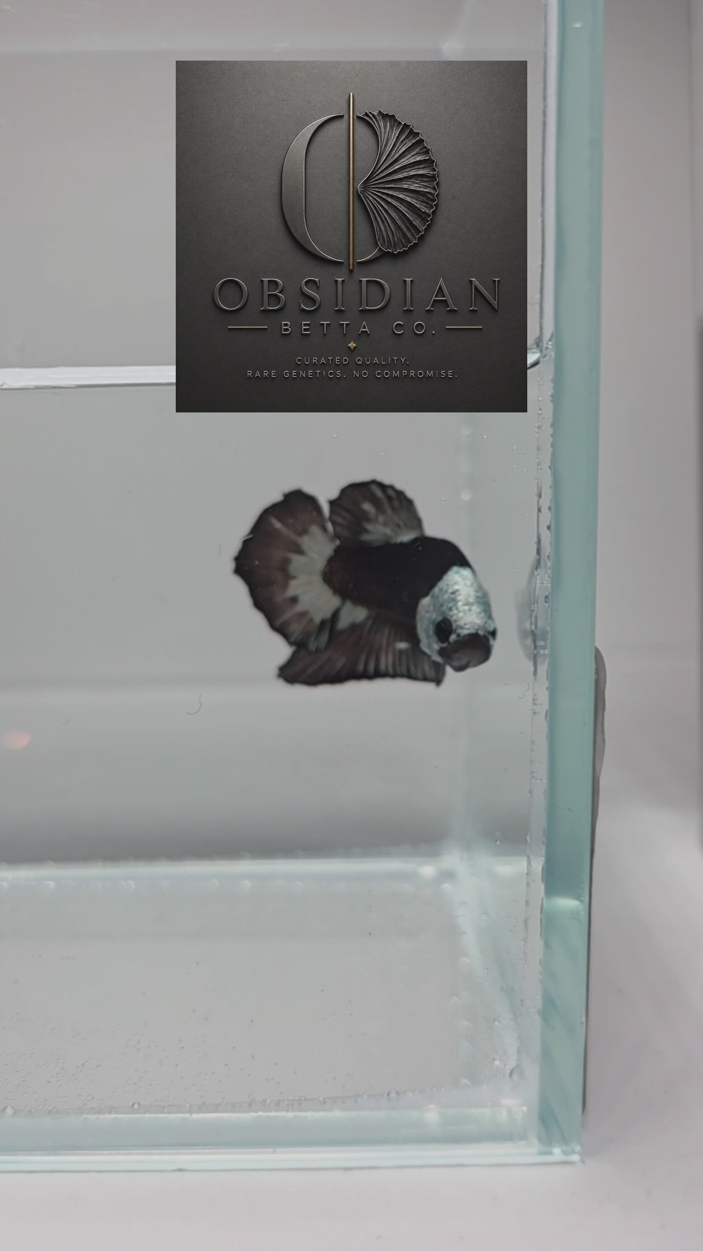 Helmet Samurai HMPK Male Betta
