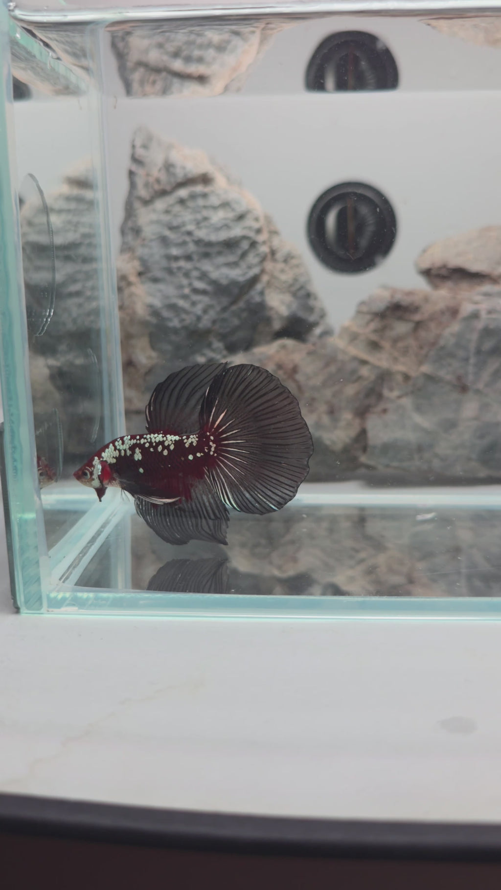 Premium Red Mamba Halfmoon Betta | WYSIWYG