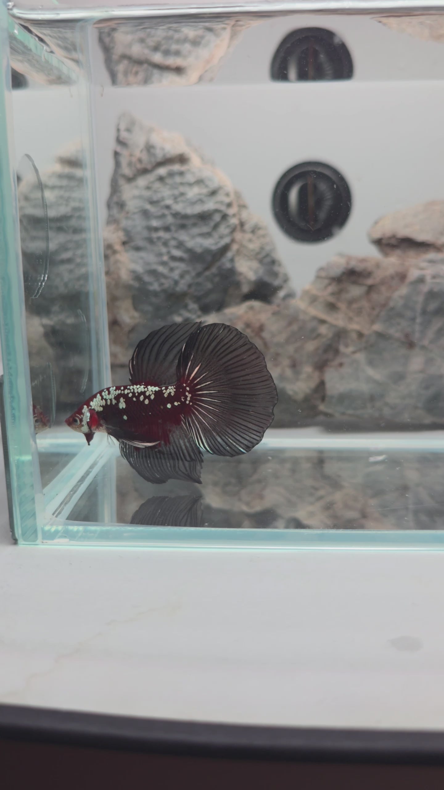 Premium Red Mamba Halfmoon Betta | WYSIWYG