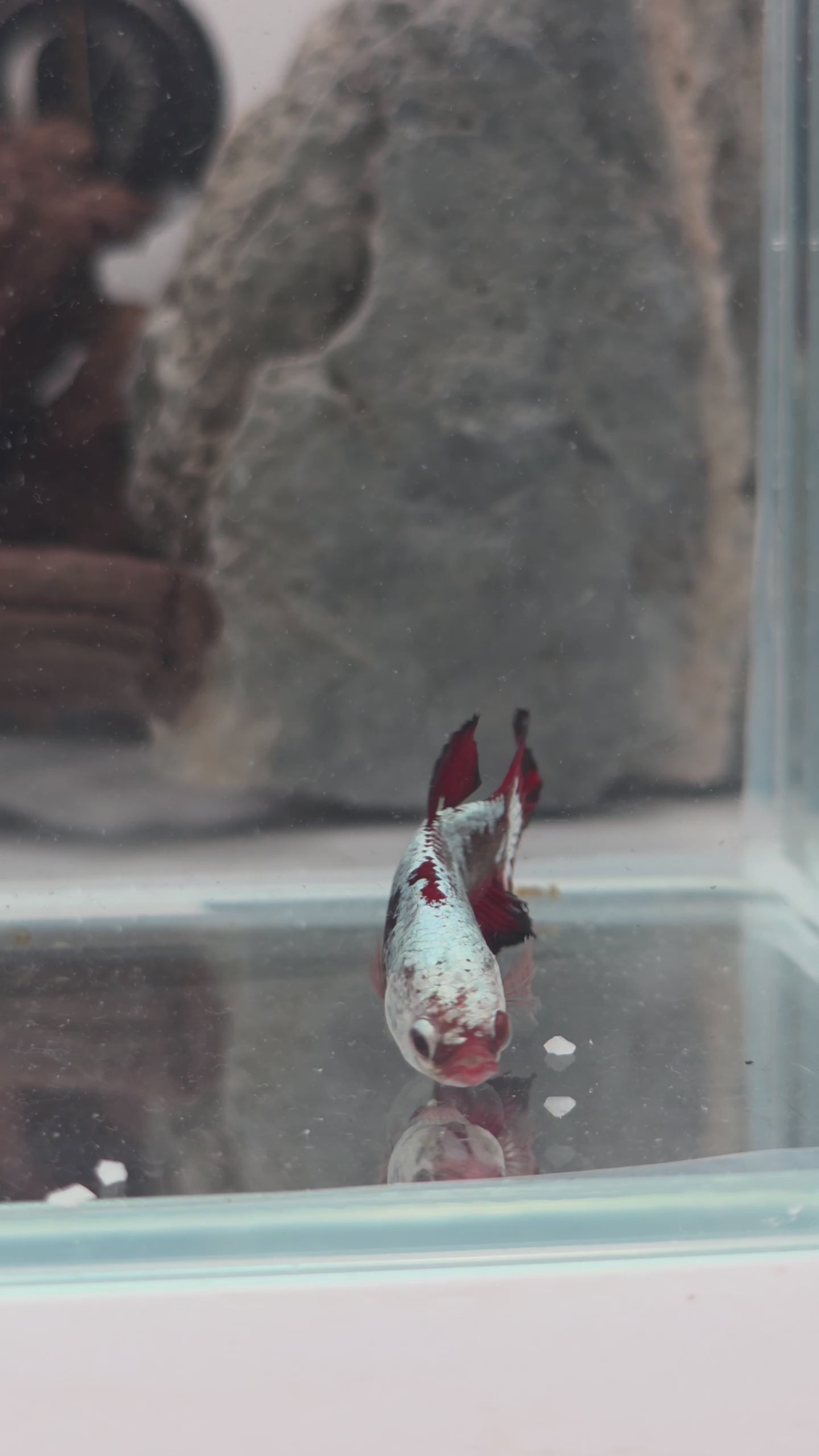 Hantengu (Red Black Samurai) Halfmoon Female Betta | WYSIWYG