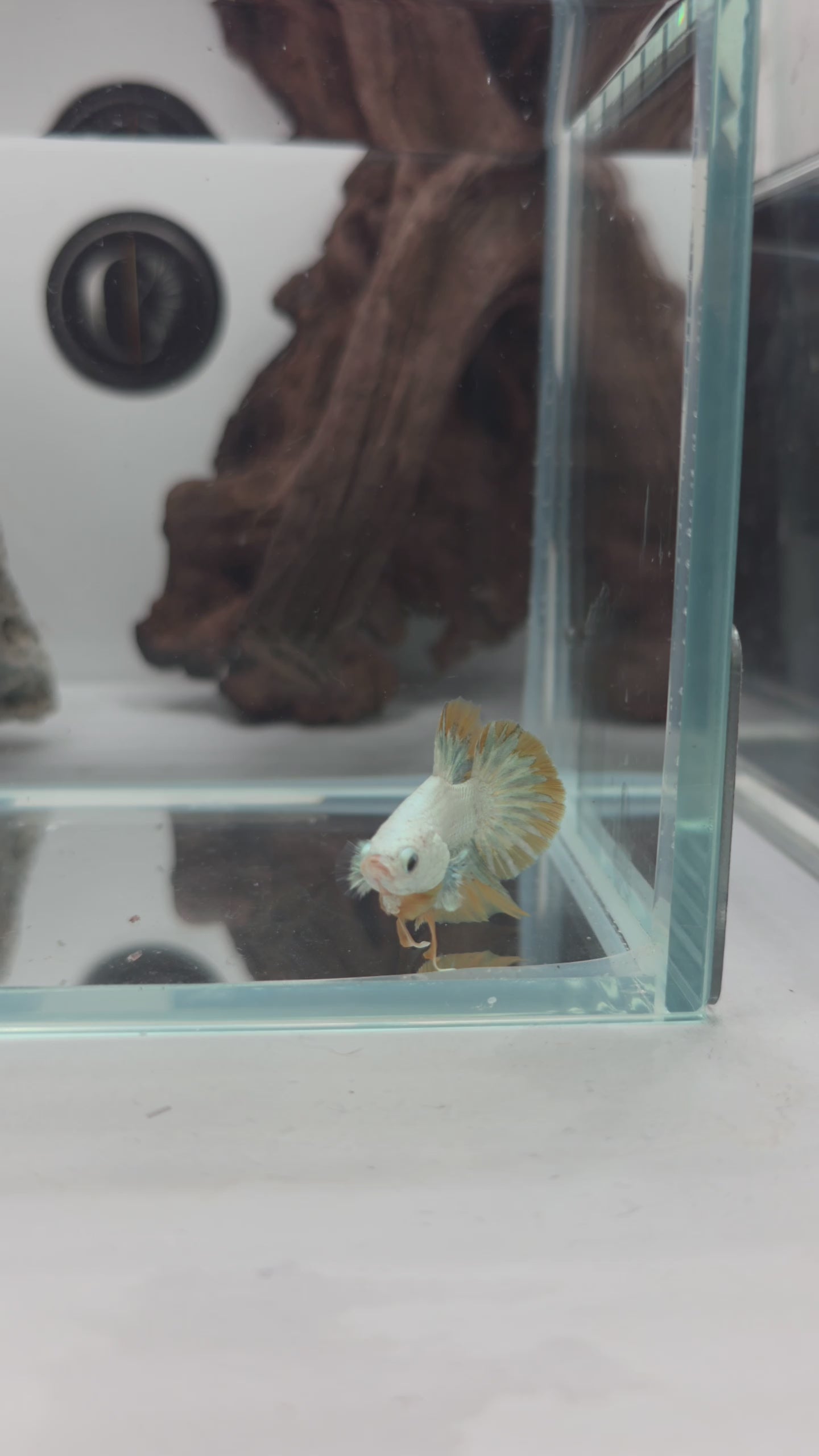 Male Yellow Snow Dragon HMPK Betta Fish (LGT-OTH-M-005)